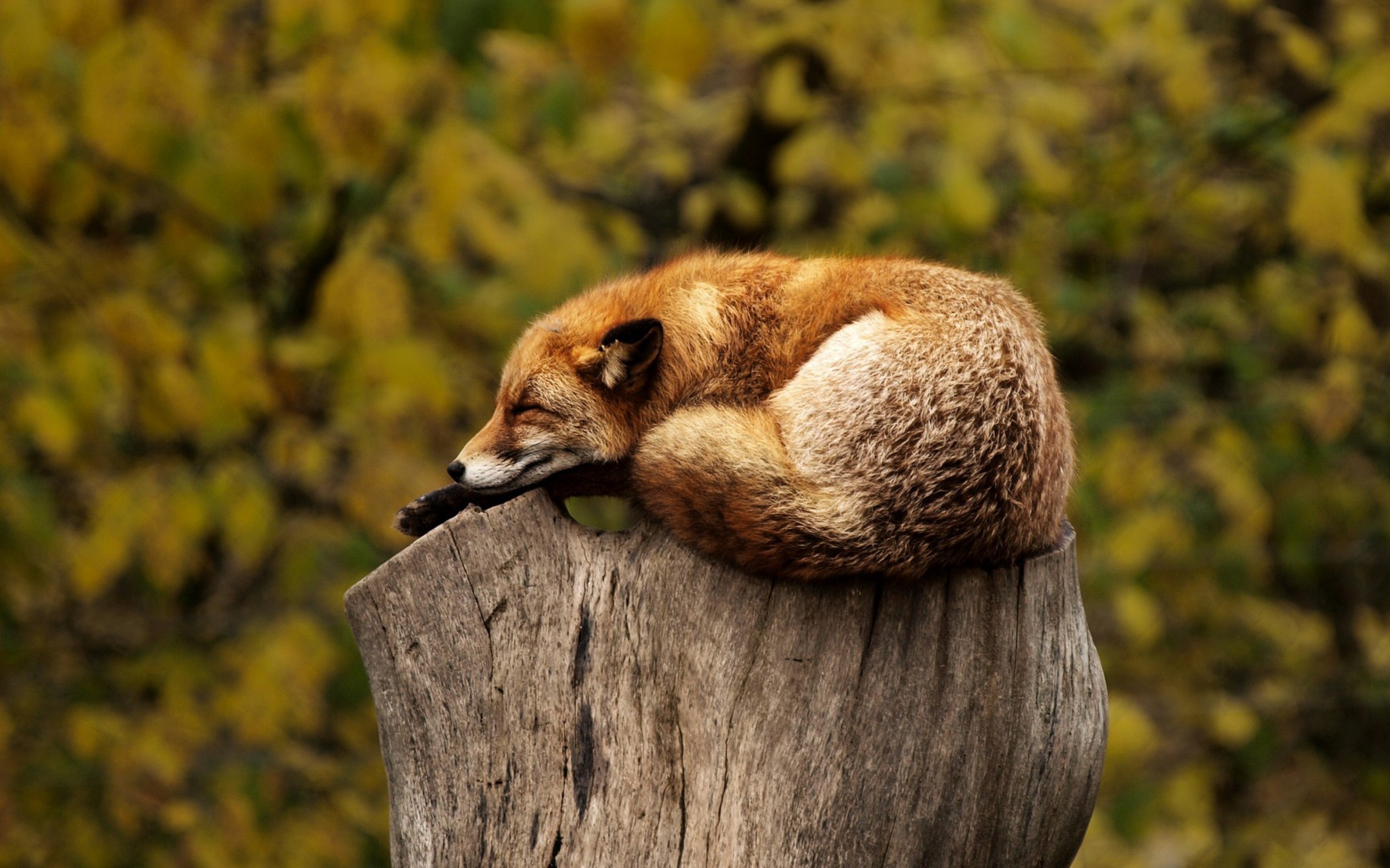 Рыжая лиса во сне. Природа и животные. Лиса животное. Лисички звери. Обои лисы.