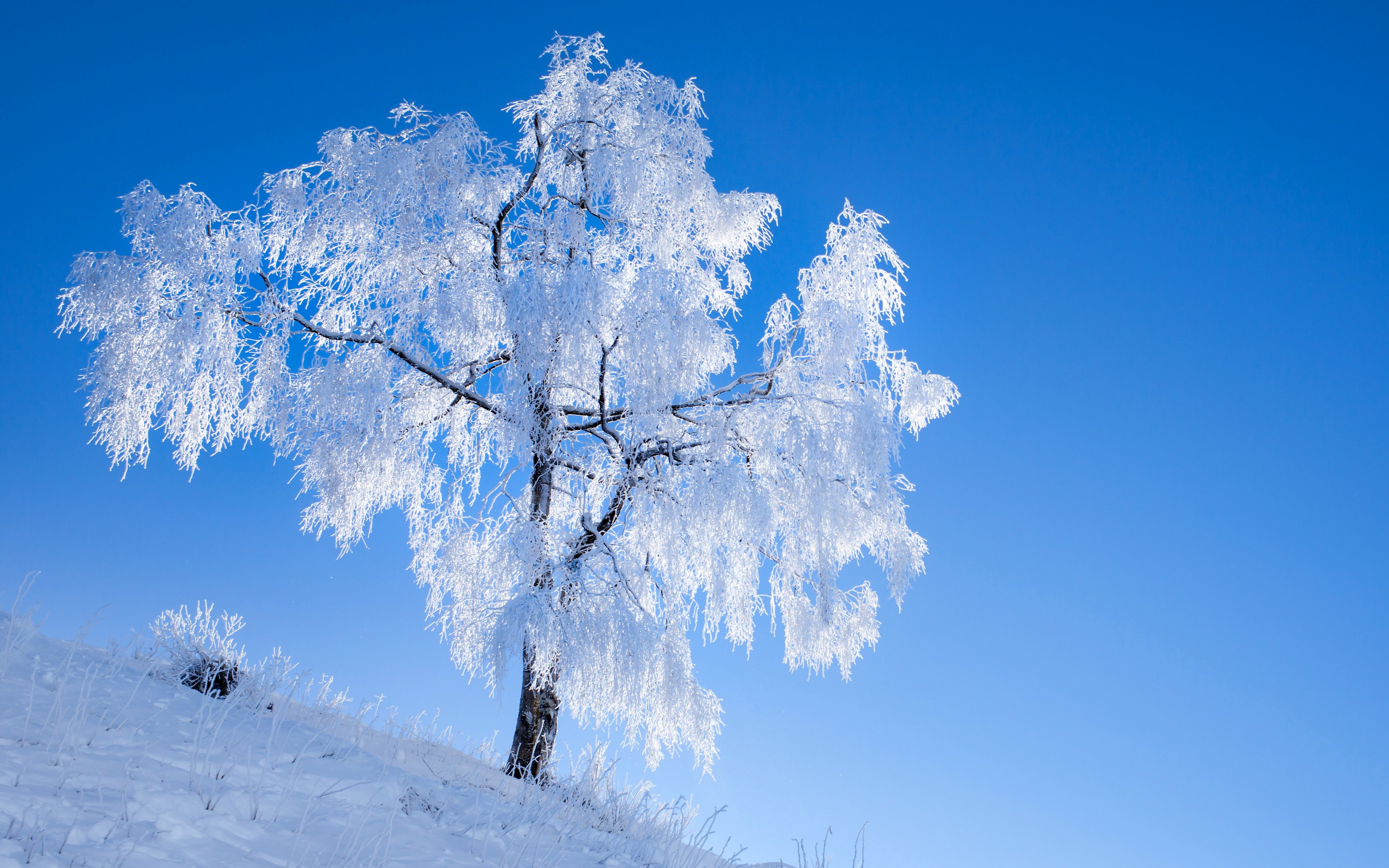 Зима красивые деревья. Деревья в снегу. Зимнее дерево. Иней на деревьях. Красивые зимние деревья.