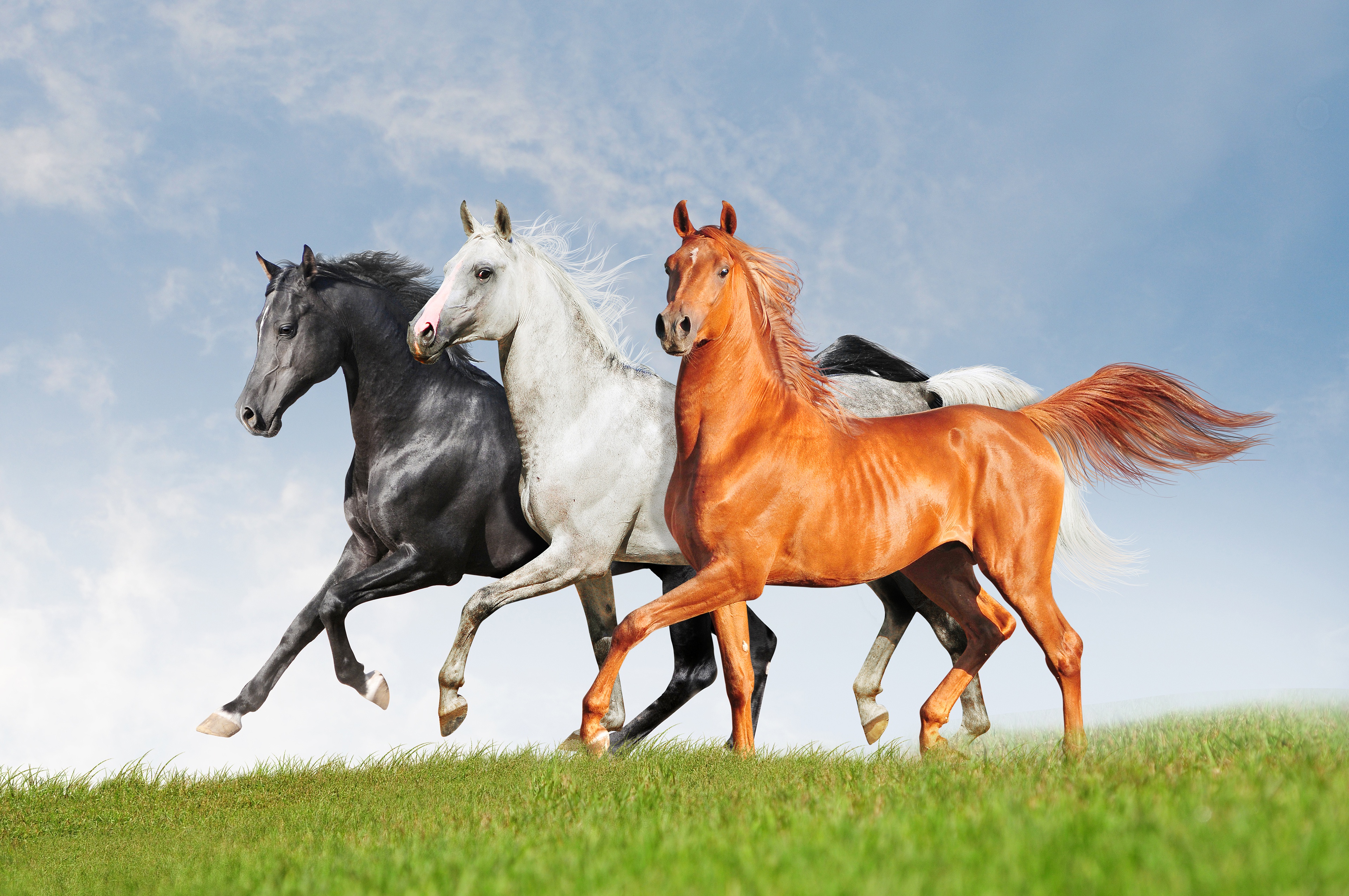 Кони 3. Алмазная мозаика тройка лошадей. Красивые лошади. День лошади 31 августа. Праздник с лошадьми.
