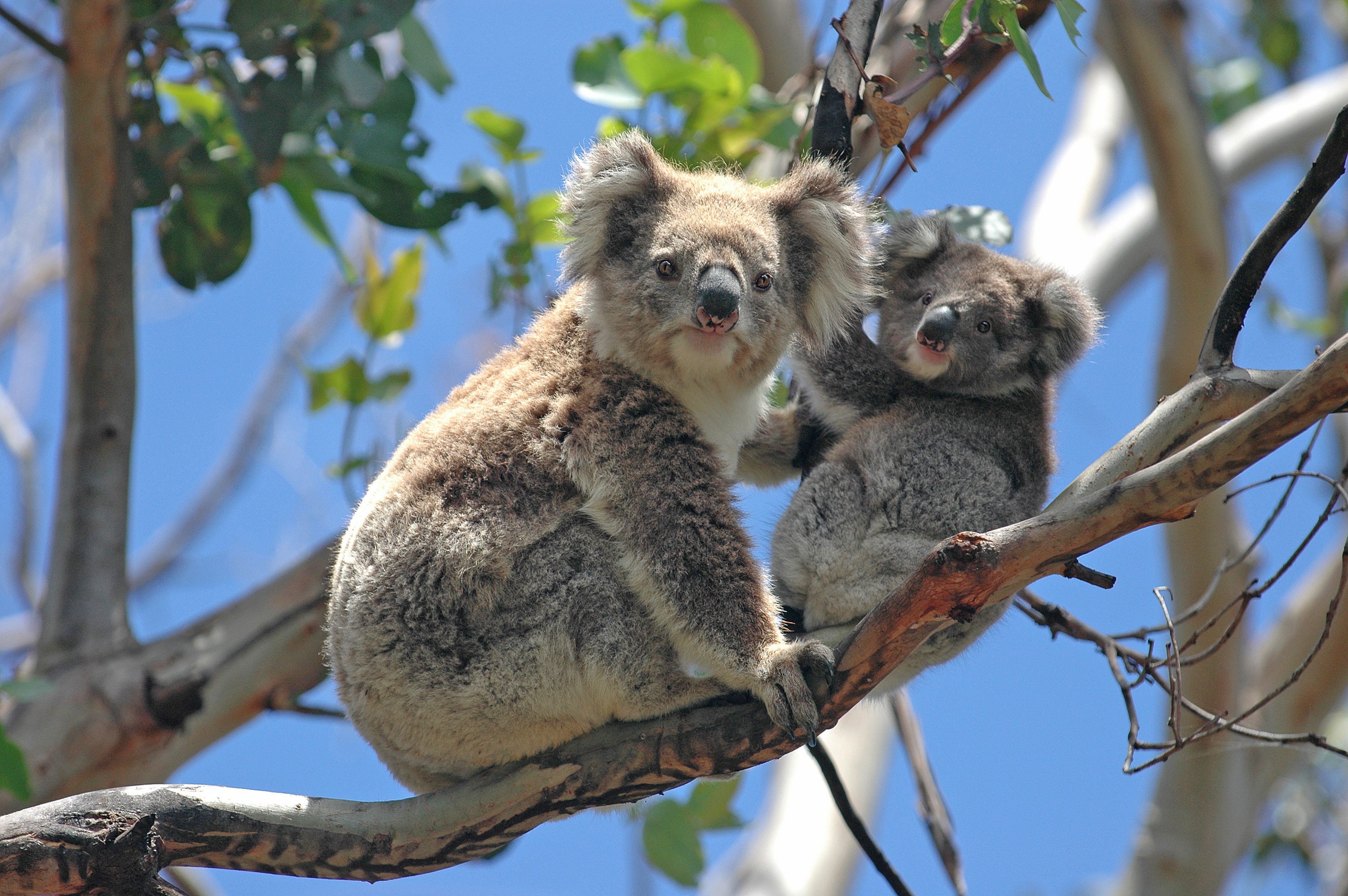 Коала природе. Коала сумчатое. Австралия фауна коала. Сумчатые кенгуру. Коала парк в Австралии.
