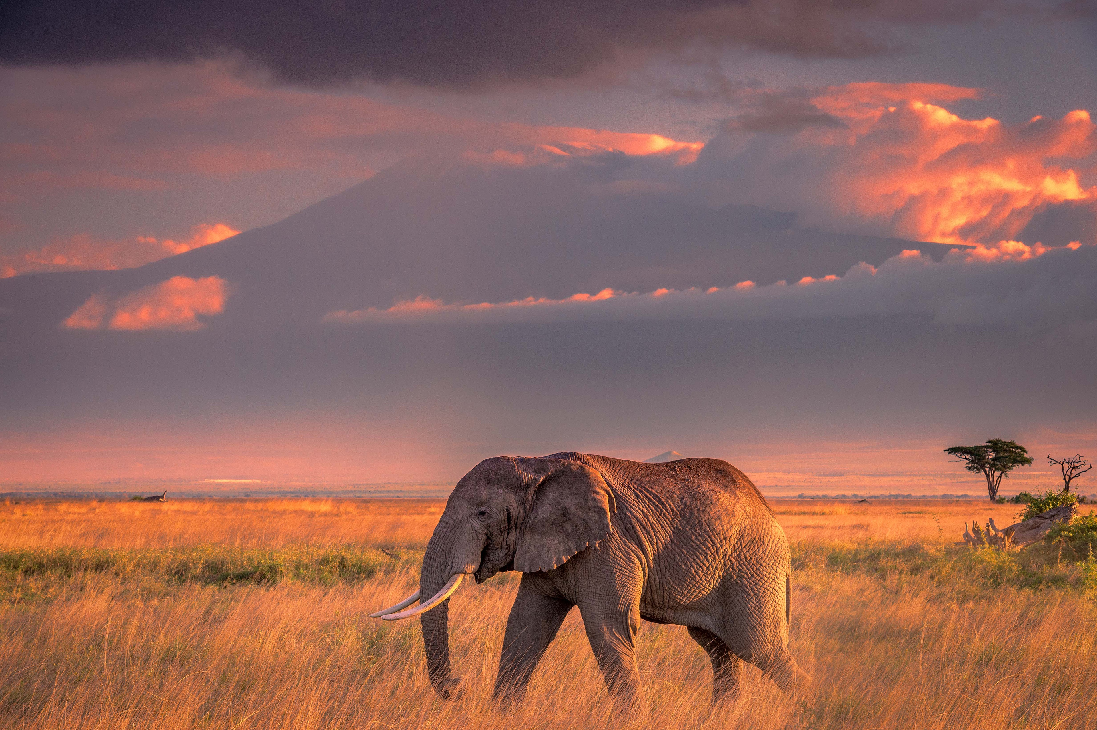 Животные саванны Африки слон