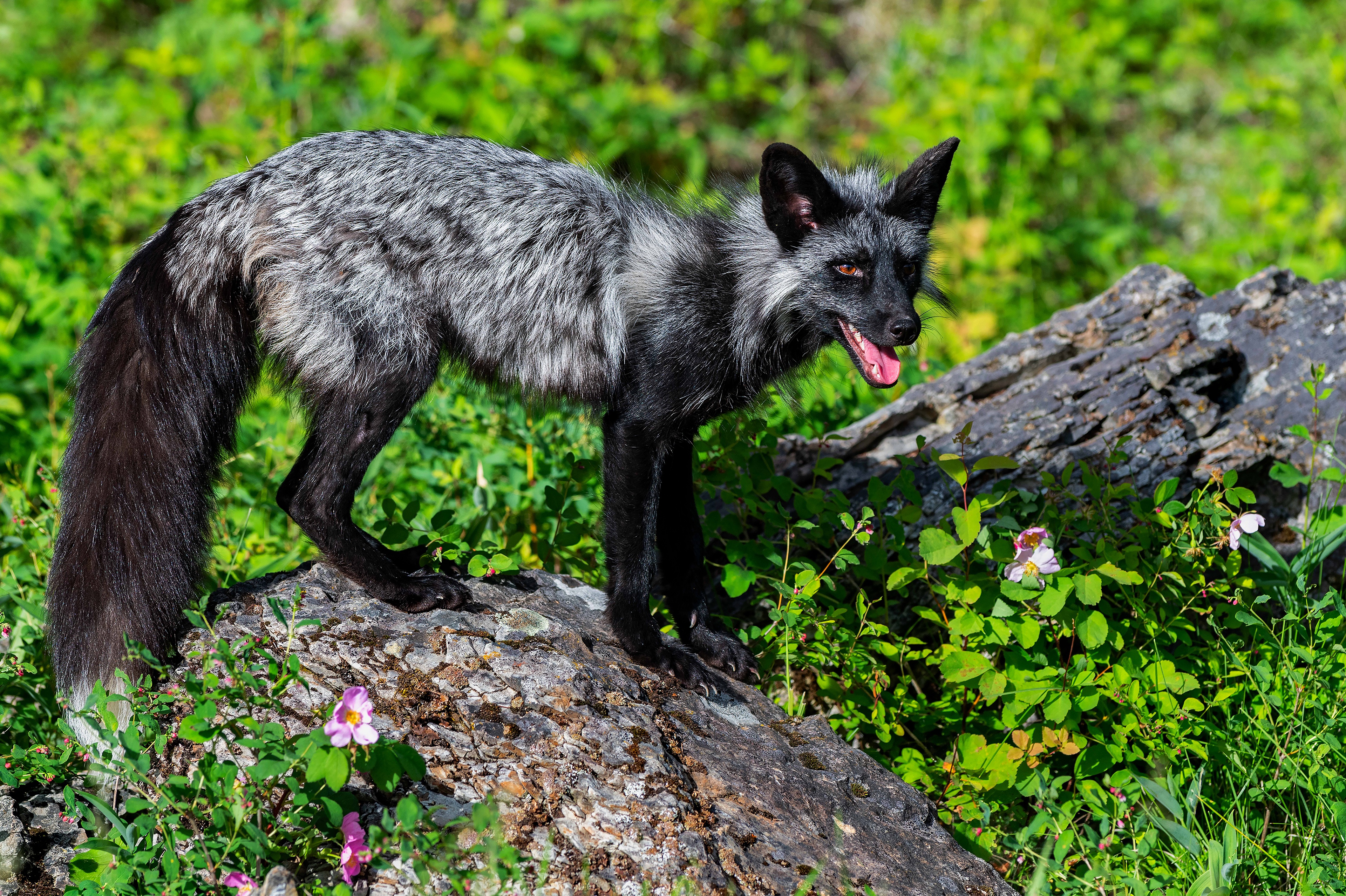 Silver fox. Песец и чернобурая лиса. Чернобурая лиса. Лиса чернобурка. Канадская лиса чернобурка.