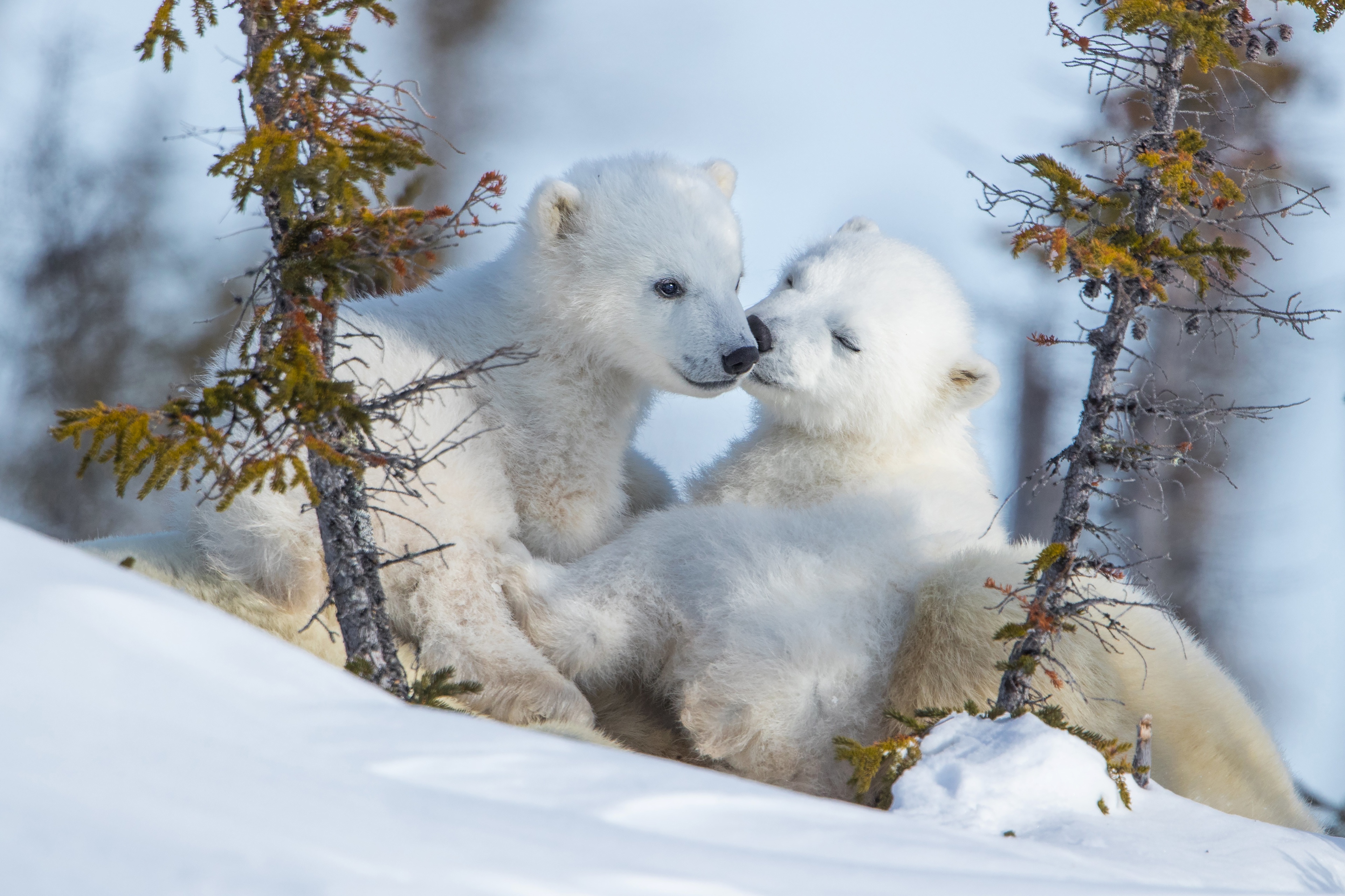 Поздравления с днем белым медведем. Белый медведь Ursus maritimus. Белый медведь с медвежатами. Красивый медведь. Зимние животные.