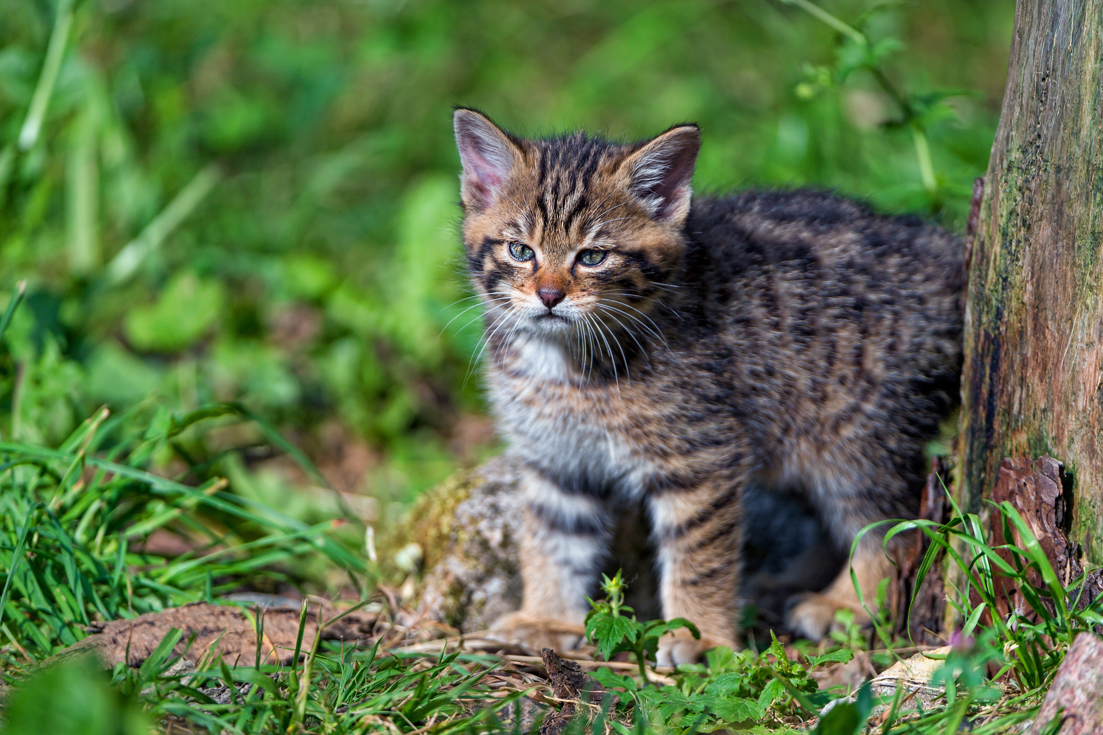 Дикие кошки котов. Европейский Лесной кот камышовый. Шотландская Лесная кошка. Европейская Дикая Лесная кошка. Лесная кошка (Felis Silvestris).