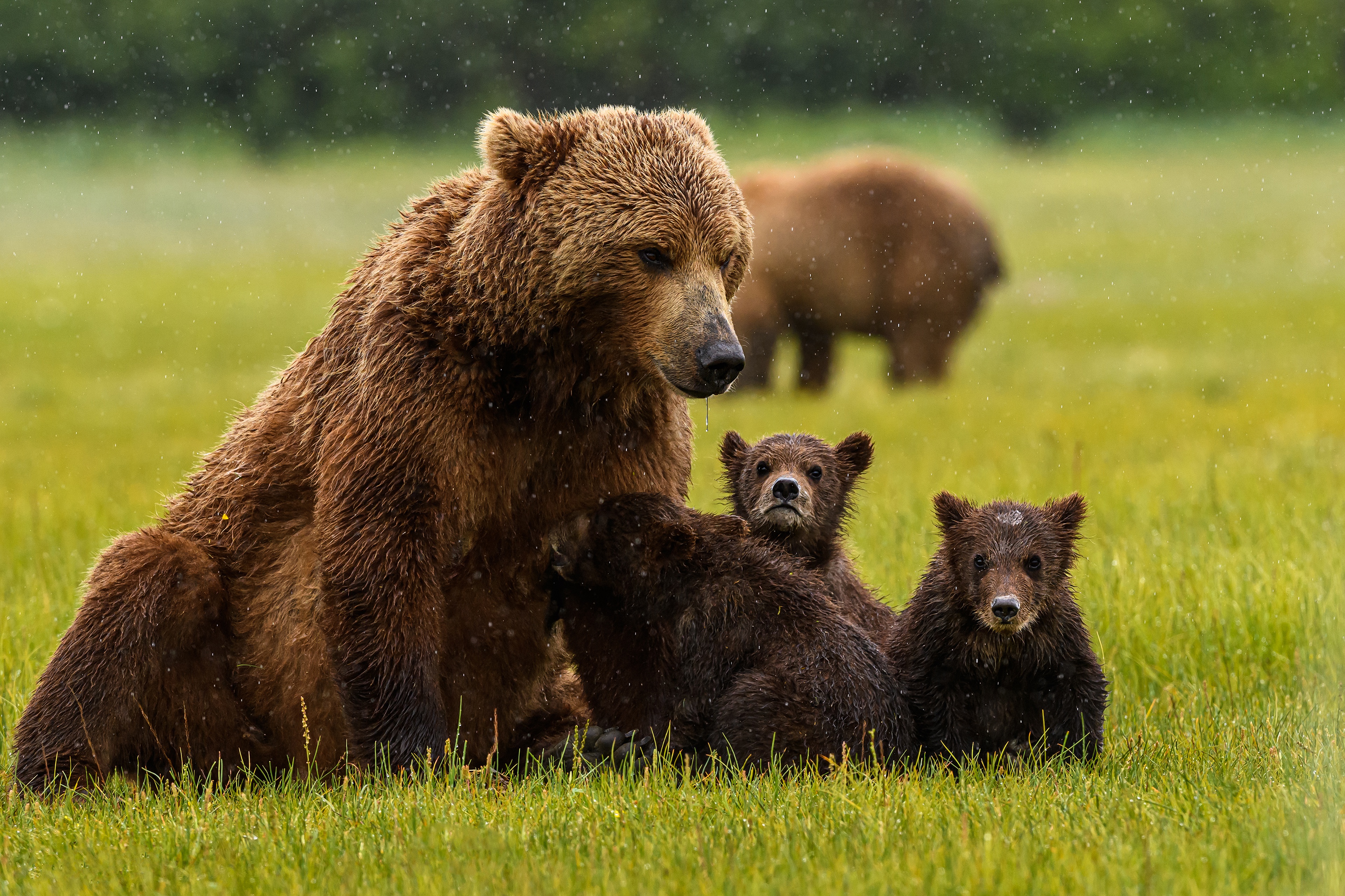 Игры бурый медведь. «Медведица с медвежатами» Кемерово. Медведь Пестун. Медведь Гризли семейство. Медведица и медведь Пестун.