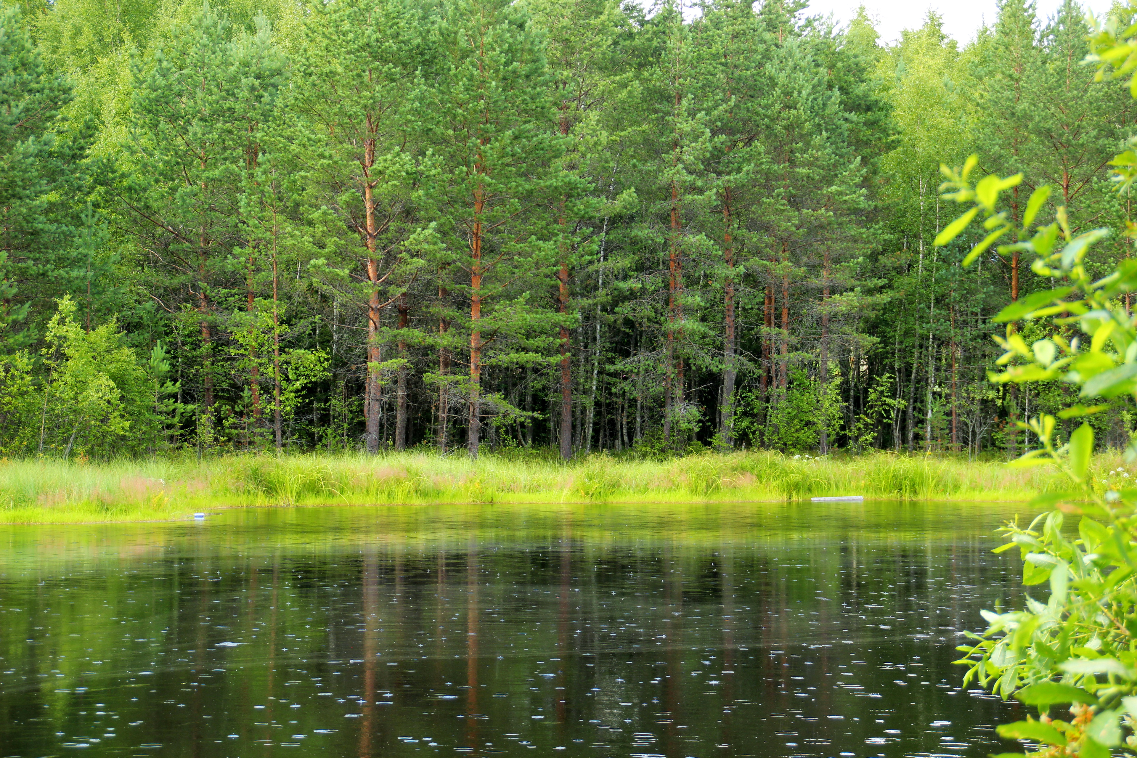 Хвойное озеро. Озеро черное Лужский район. Лесное озеро СПБ. Лужский район лето лес. Лесное озеро в Ленинградской области.