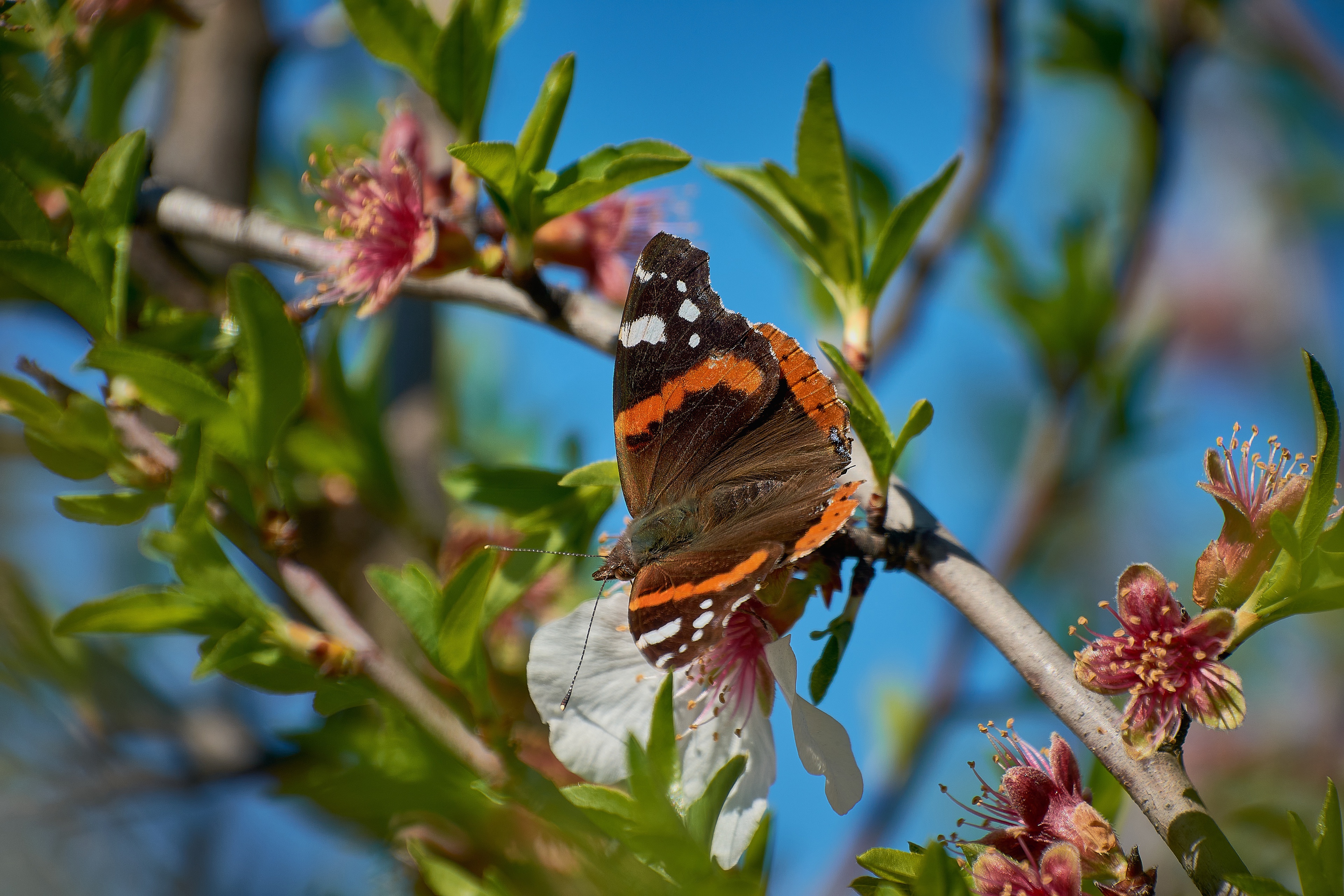 Увидеть бабочку весной. Весенние бабочки. Дерево с бабочками. Цветы весенние и бабочки.