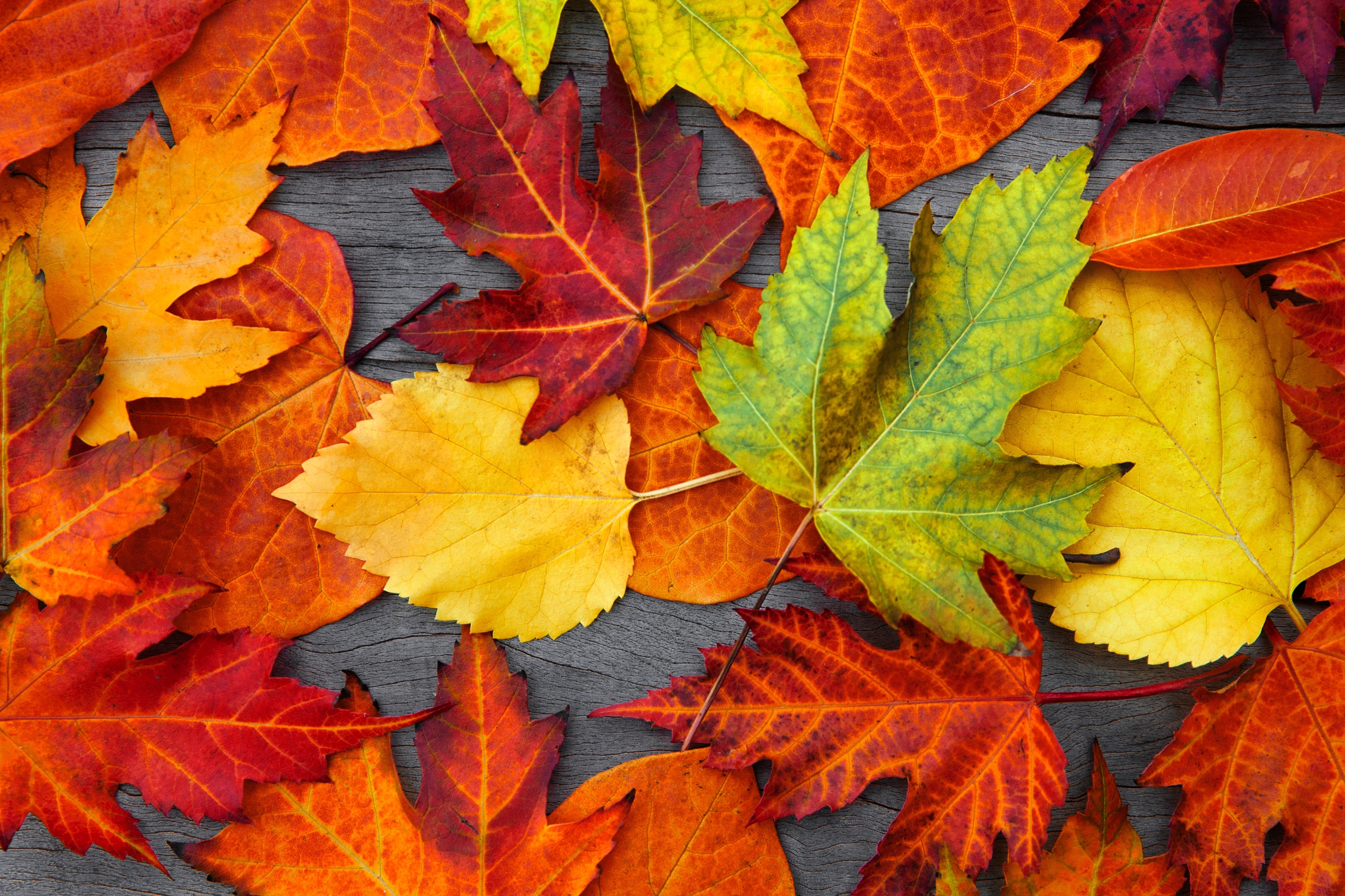 Листья картинки. Листья. Осень листья. Красивые осенние листья. Разноцветные листья.