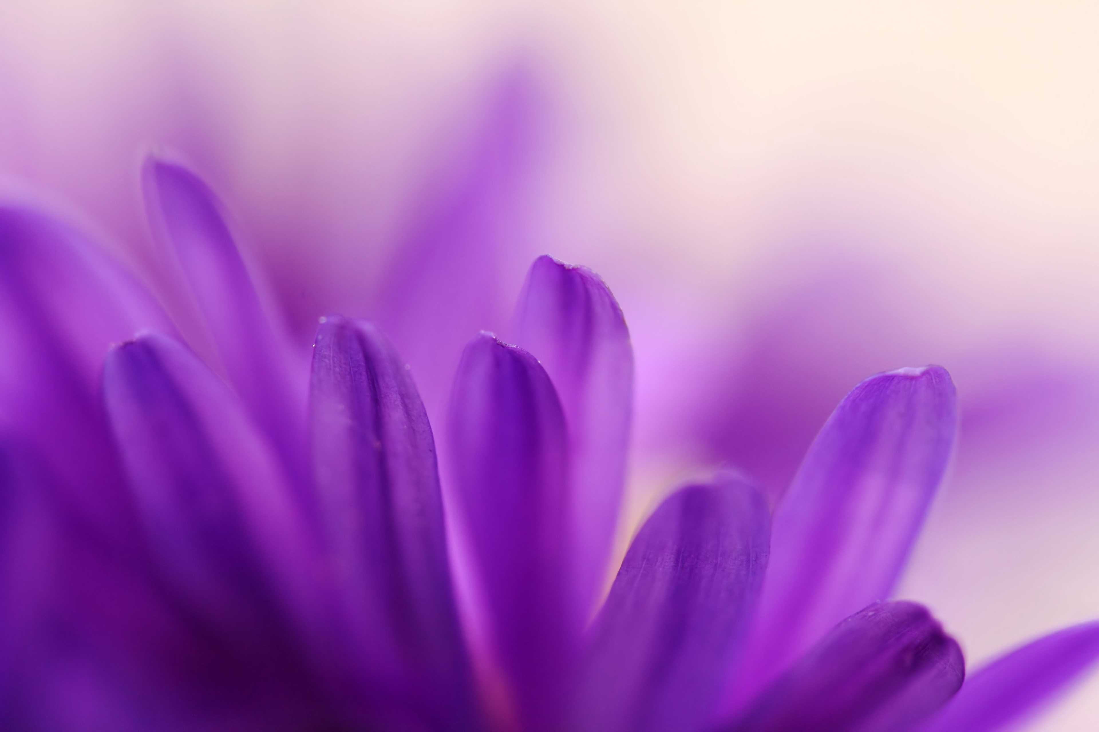 Фиолетовый обои картинки. Сиреневые цветы. Фиолетовые цветы. Сиреневый фон. Красивый фиолетовый.