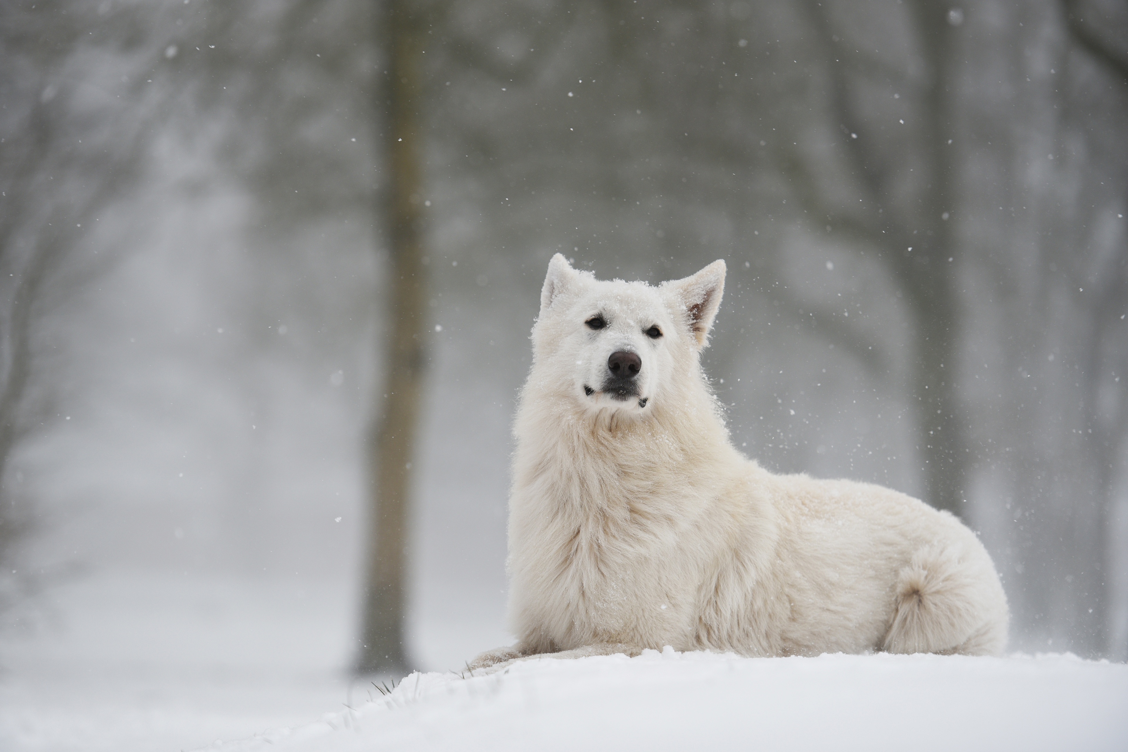 Собака снежок. БШО зима. Белая швейцарская овчарка длинношерстная. БШО порода. Самоед и БШО.