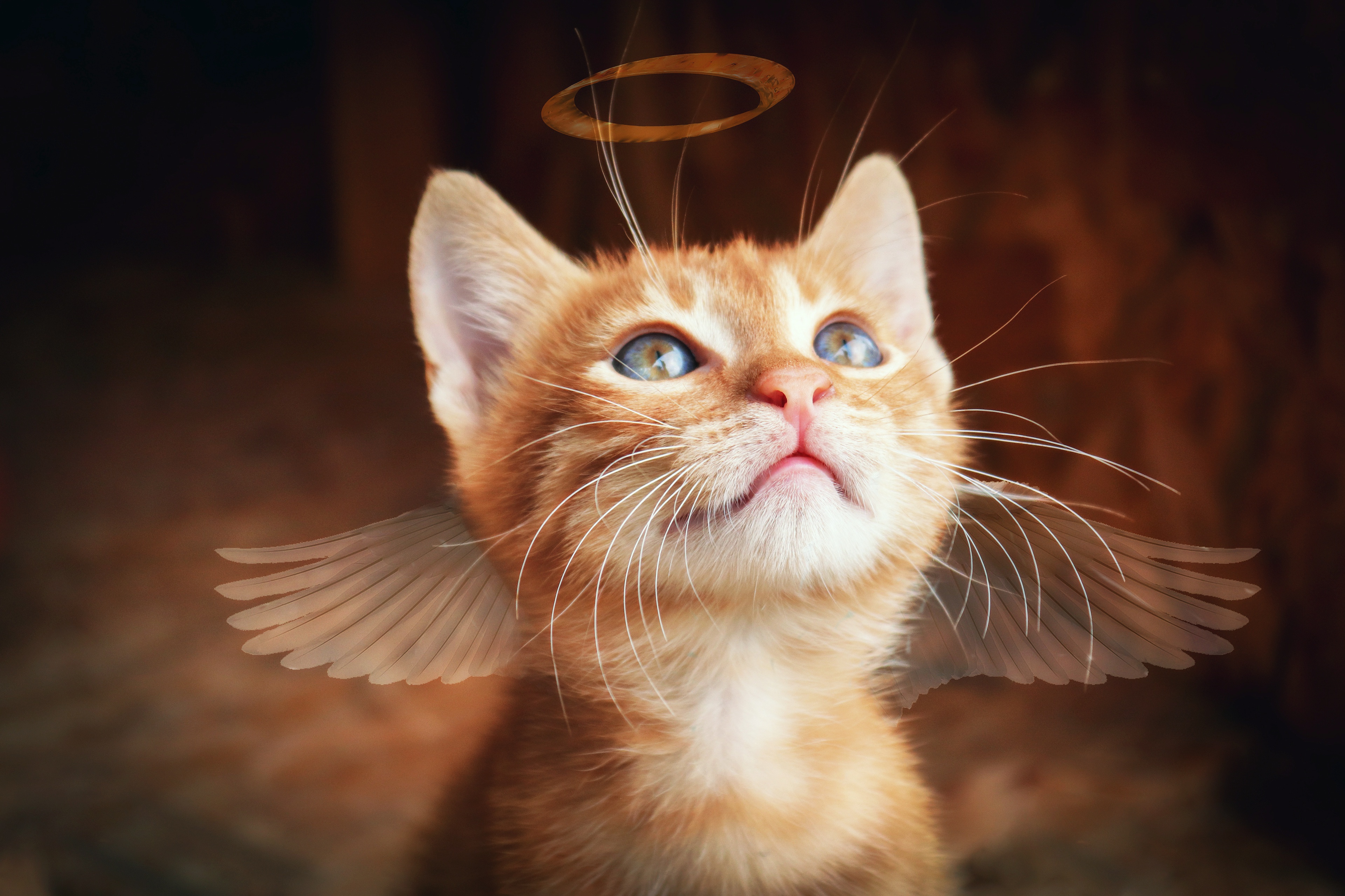 кошки ангелы фото