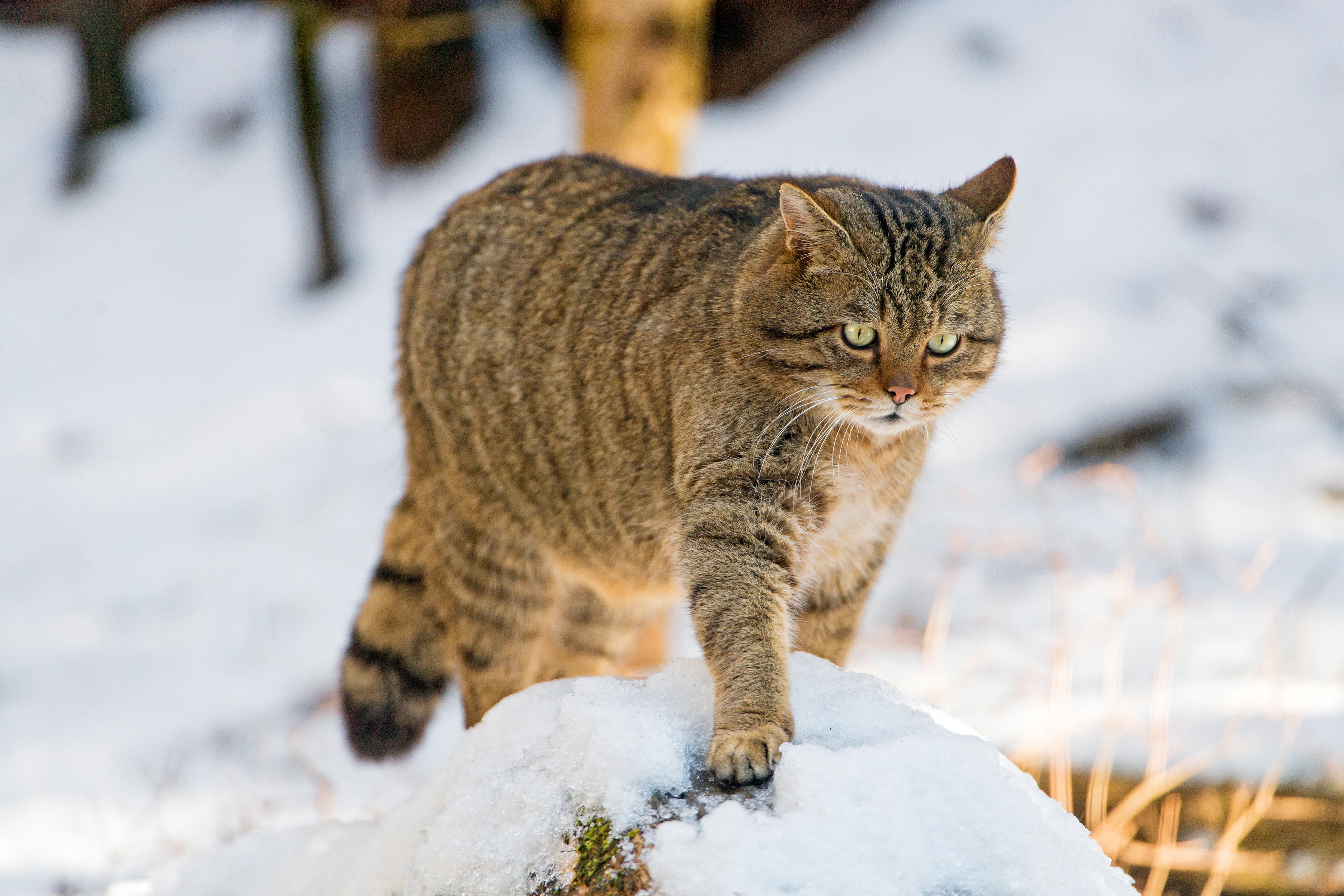 лесной кот краснодарского края фото
