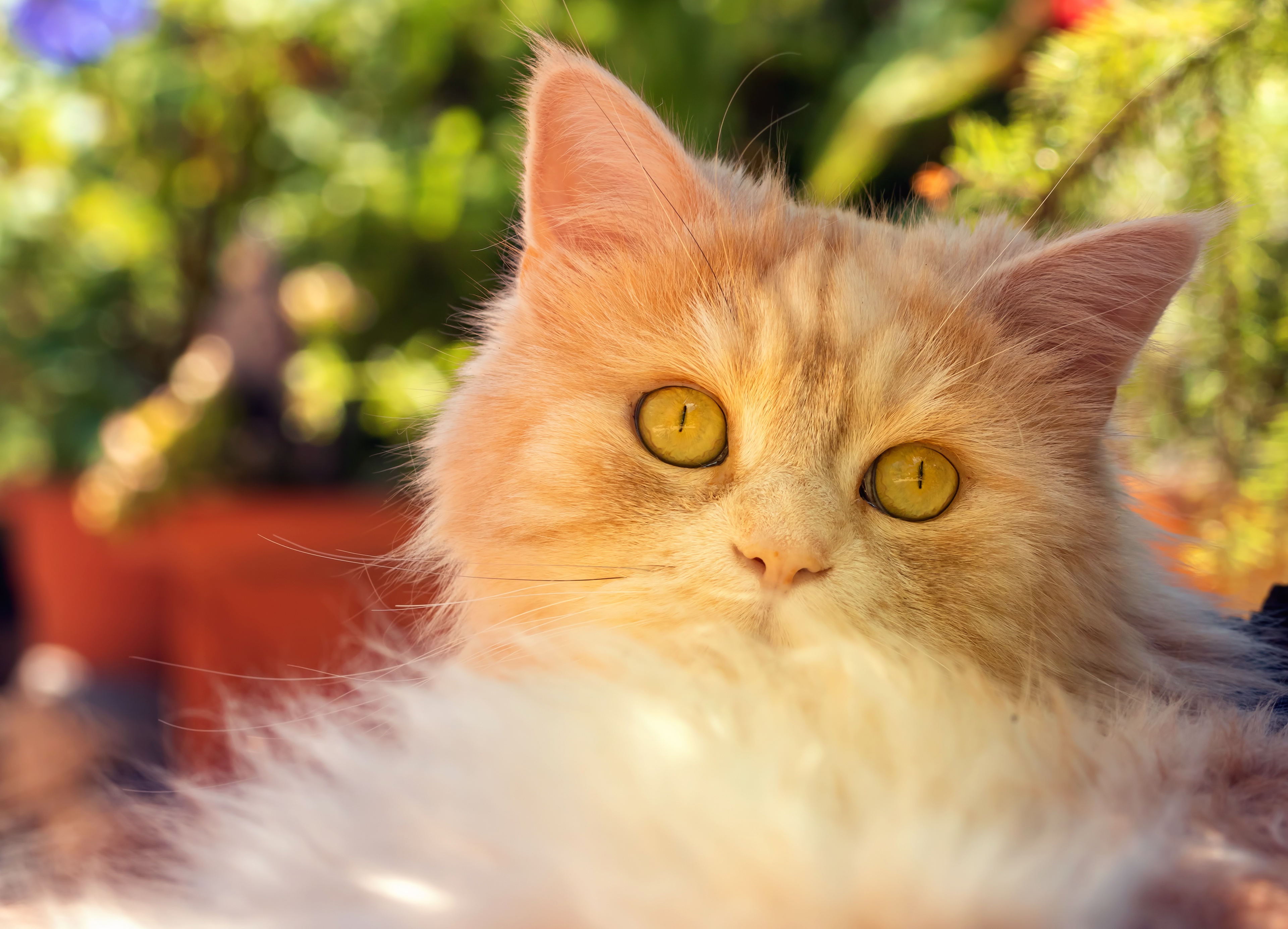 Игра желтая кошка. Рыжий котенок с желтыми глазами. Рыжая кошка с желтыми глазами. Порода рыжих котов с желтыми глазами. Персидская рыжая кошка с желтыми глазами.