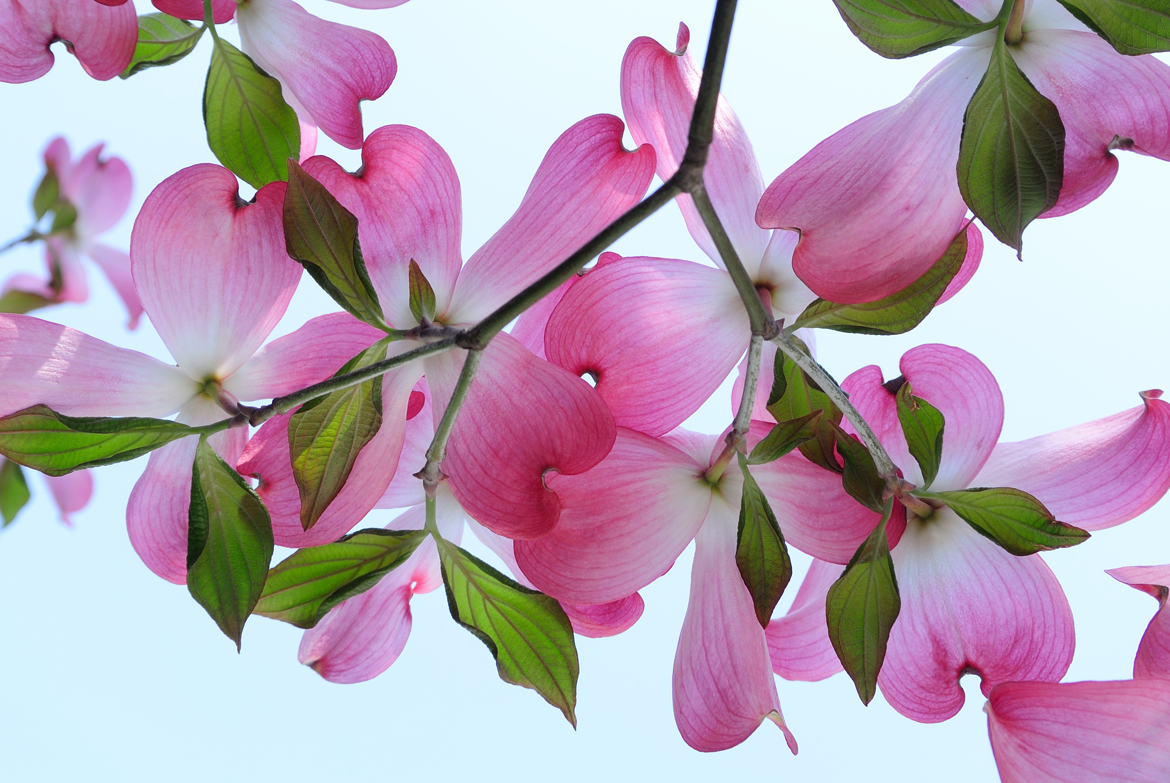 Цветок на ветке много цветов. Flowering Dogwood растение. Кизил цветение. Розовые цветочки на ветке. Розовые цветы.