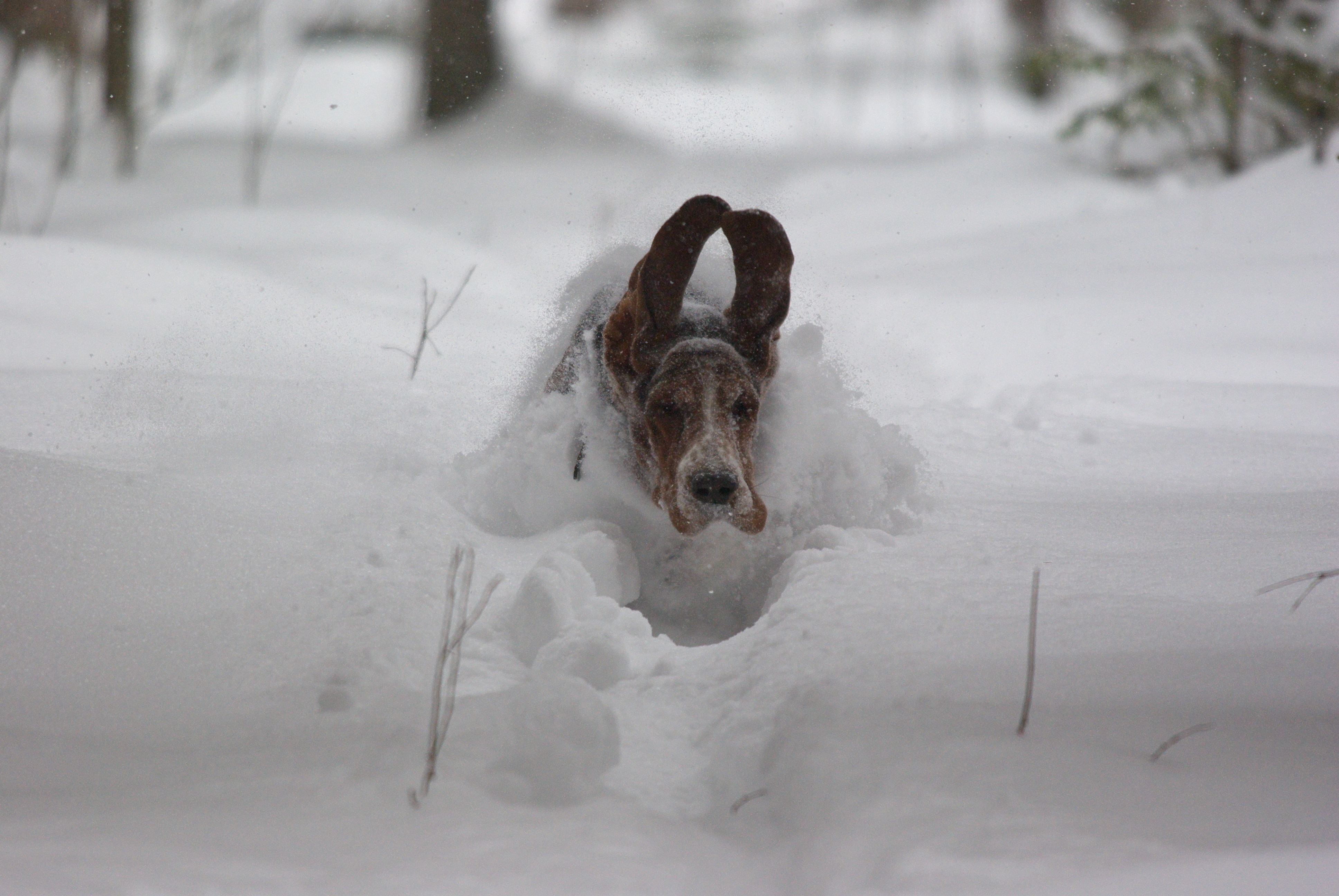Собака сугроб. Собака радуется снегу. Собака в снегу. Смешная собака в снегу. Собака в сугробе.