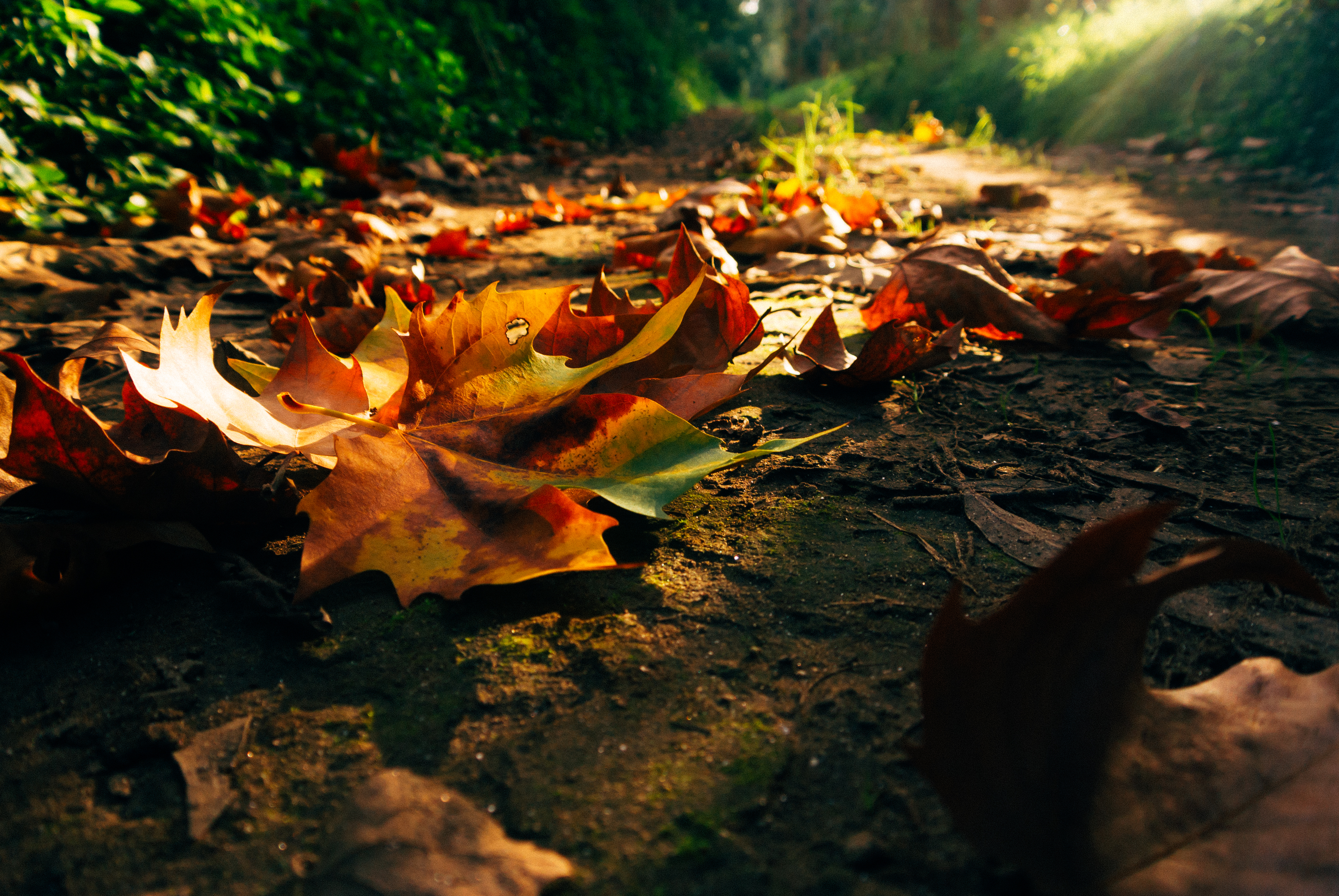 Вдруг среди листвы. Осень. Осенняя листва. Обои осень. Природа осень.