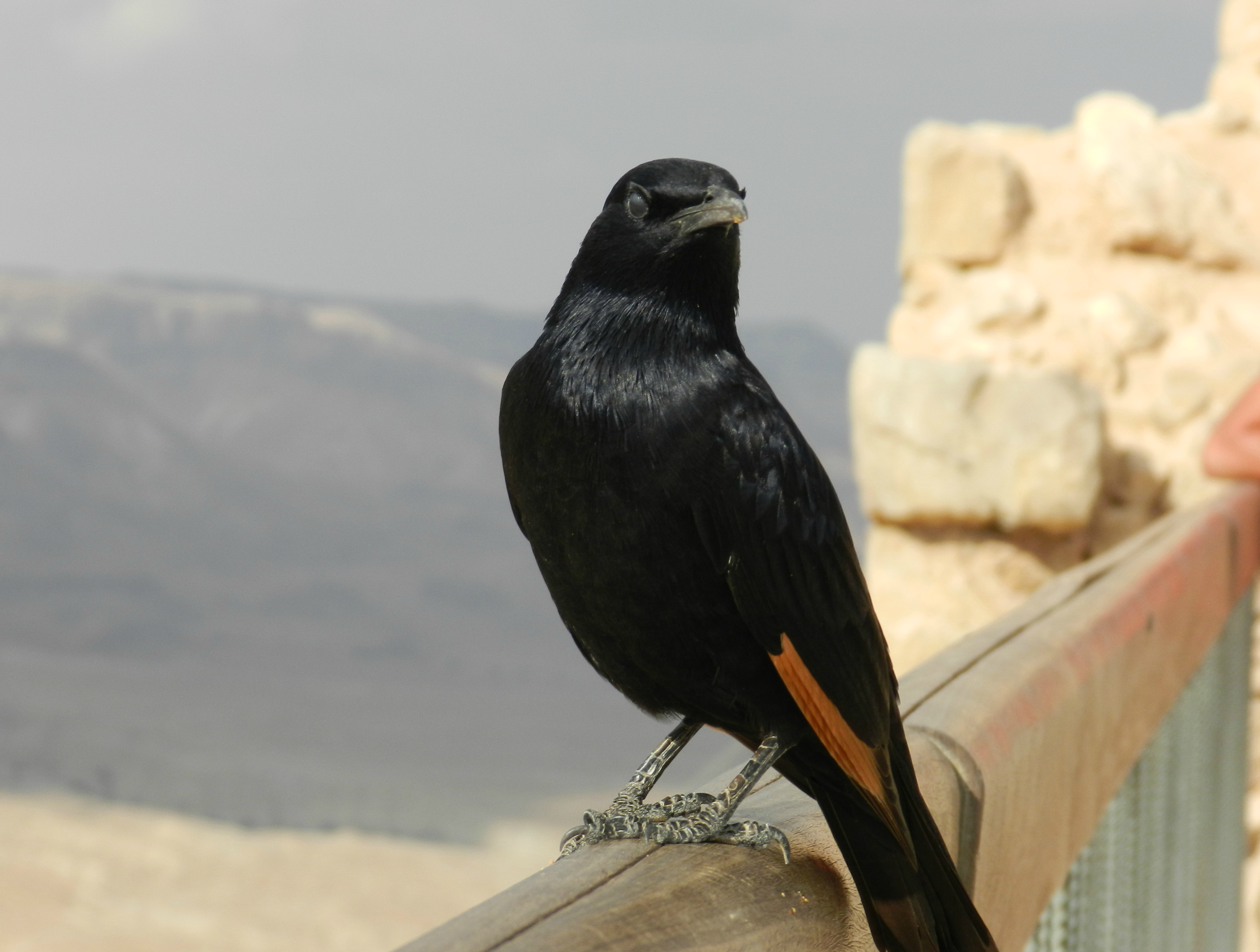 птицы израиля фото