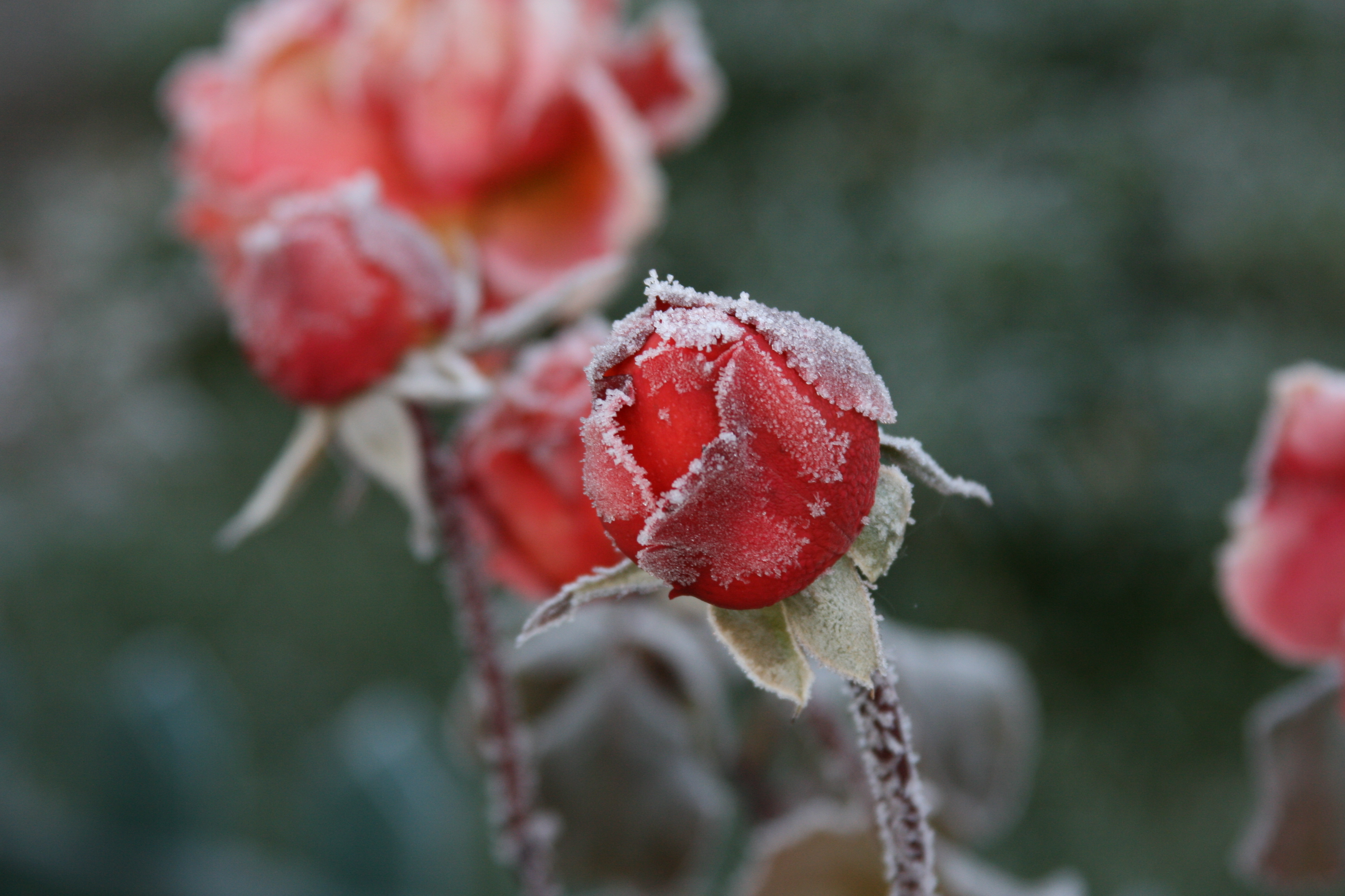 Cold rise. Цветы в снегу. Цветы в инее. Замерзшие цветы.