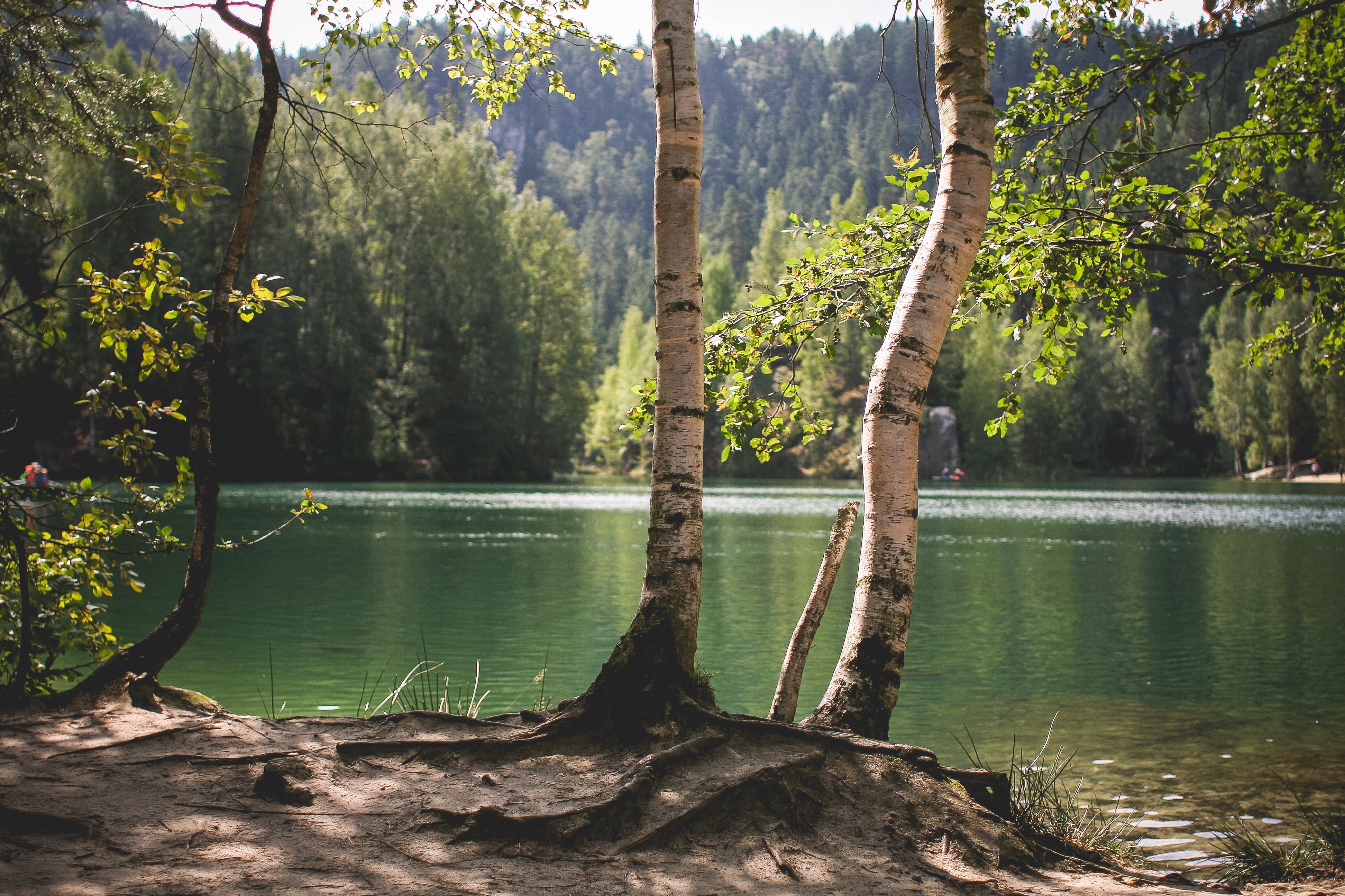 Лес без деревьев реки без воды. Озеро в лесу. Природа озеро. Лесное озеро. Дерево на берегу реки.