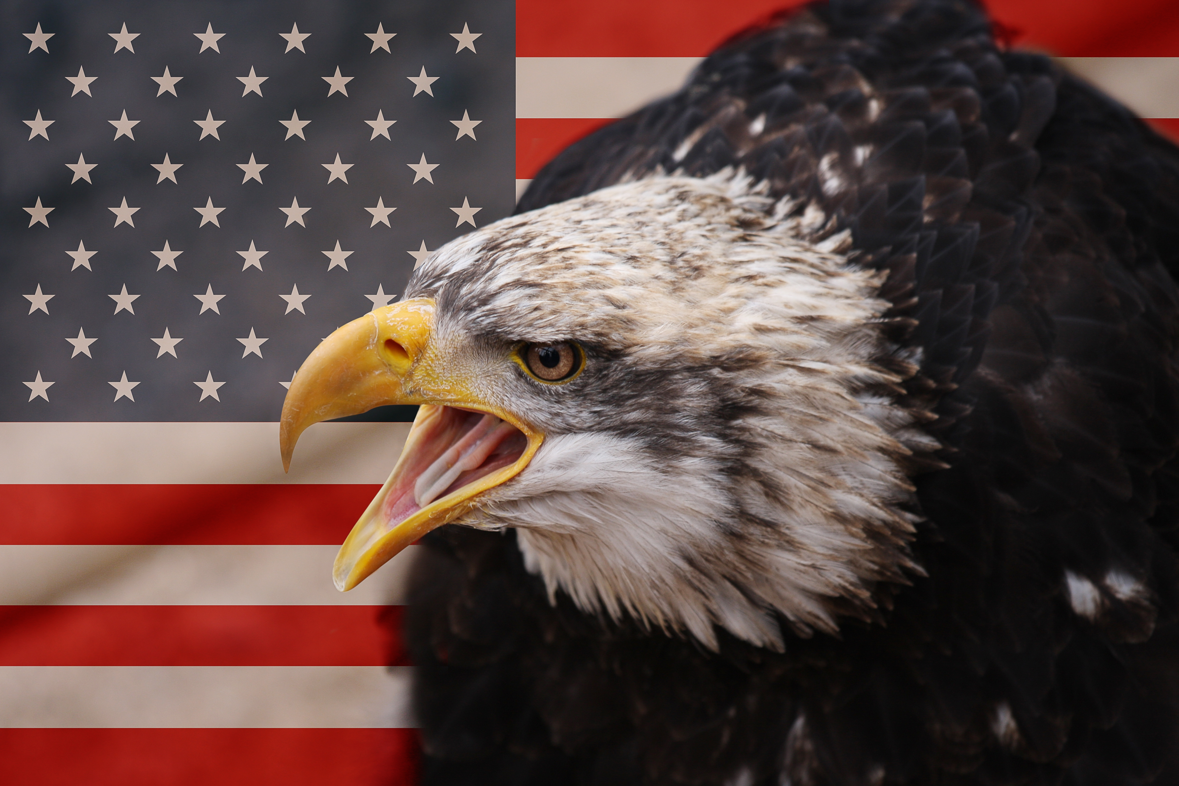 Звук орла америка. "Белоголовый Орлан". Белоголовый Орлан символ США. Белоголовый орёл символ Америки. Белоголовый Орлан с флагом.