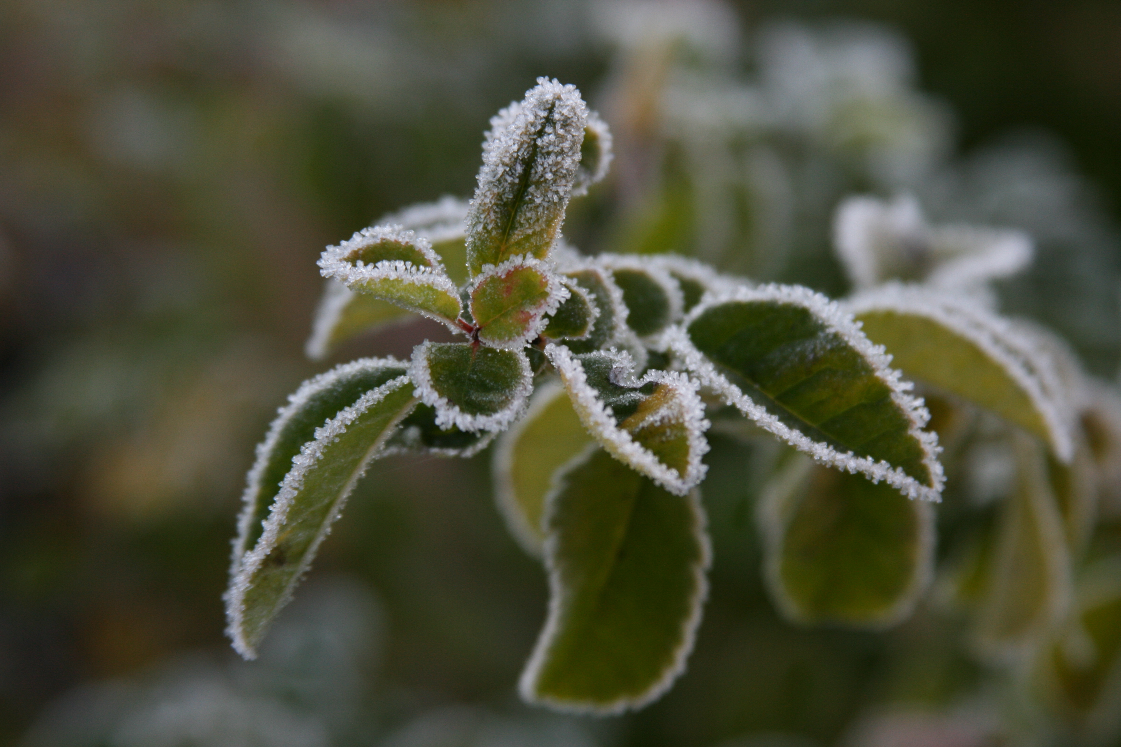 Plants winter. Иней на цветах. Цвет иней. Растения в холоде. Холодостойкость растений.