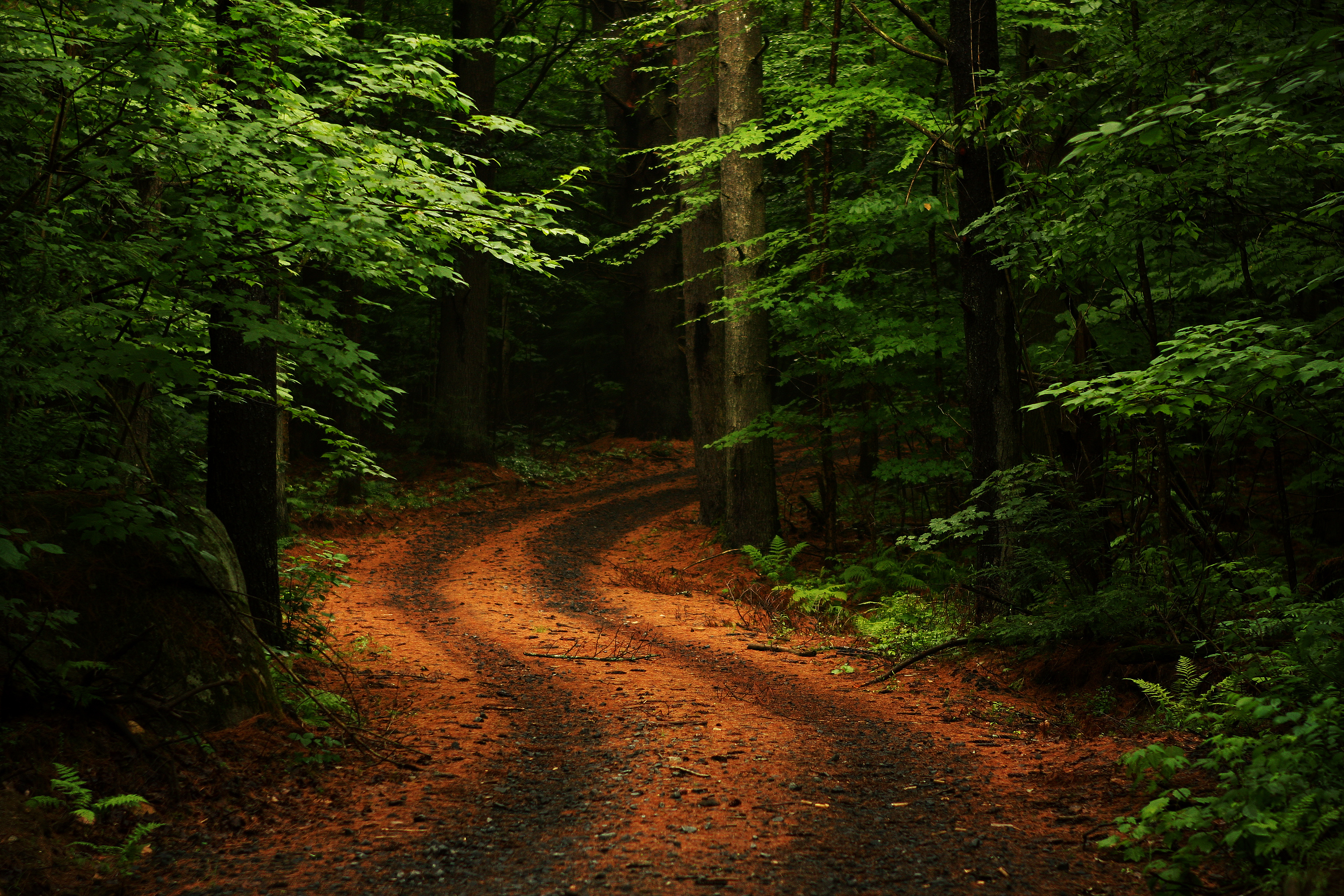 R forest. Красивый лес. Дорога в лесу. Лесная дорога. Красивые леса.