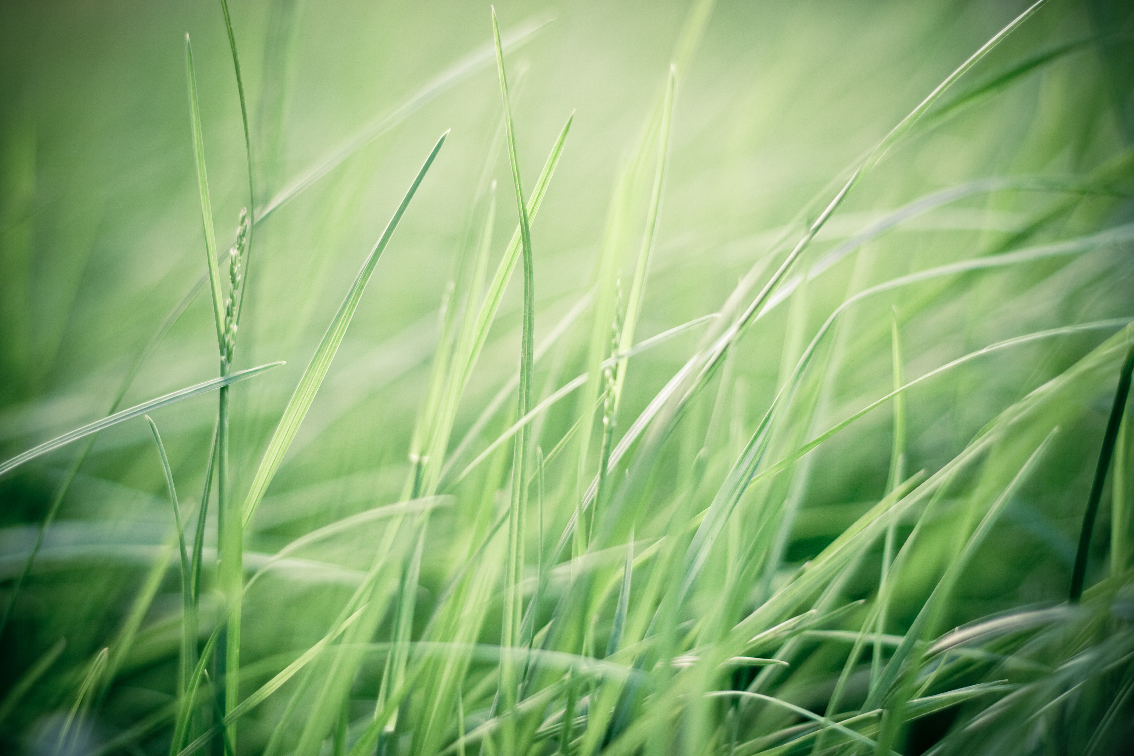Картинки для фона. Природа зелень. Красивая трава. Фон зелень. Фотообои зелень.