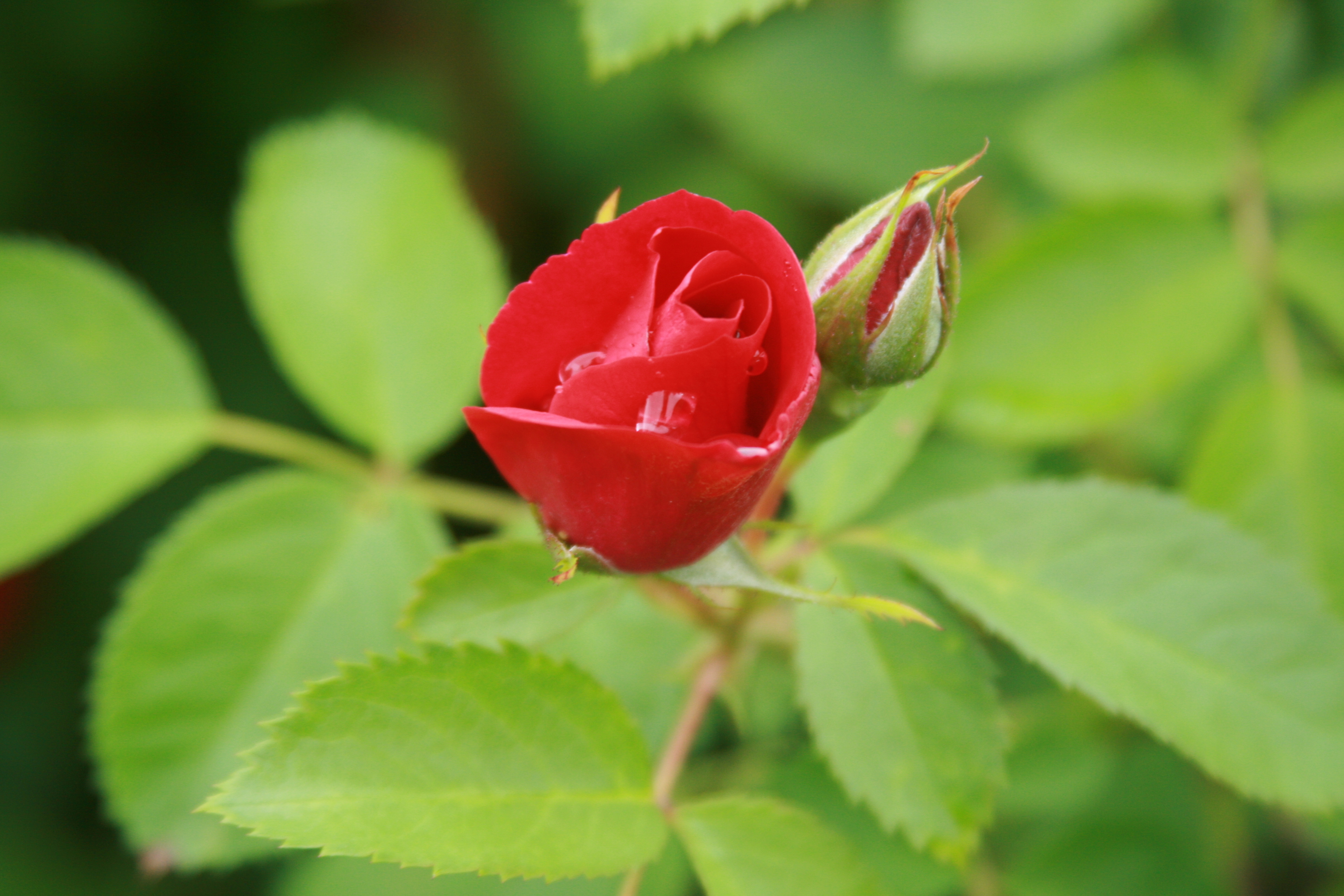 Красивые бутоны 1. Красивые бутоны роз. Бутон красной розы. Розы летом.