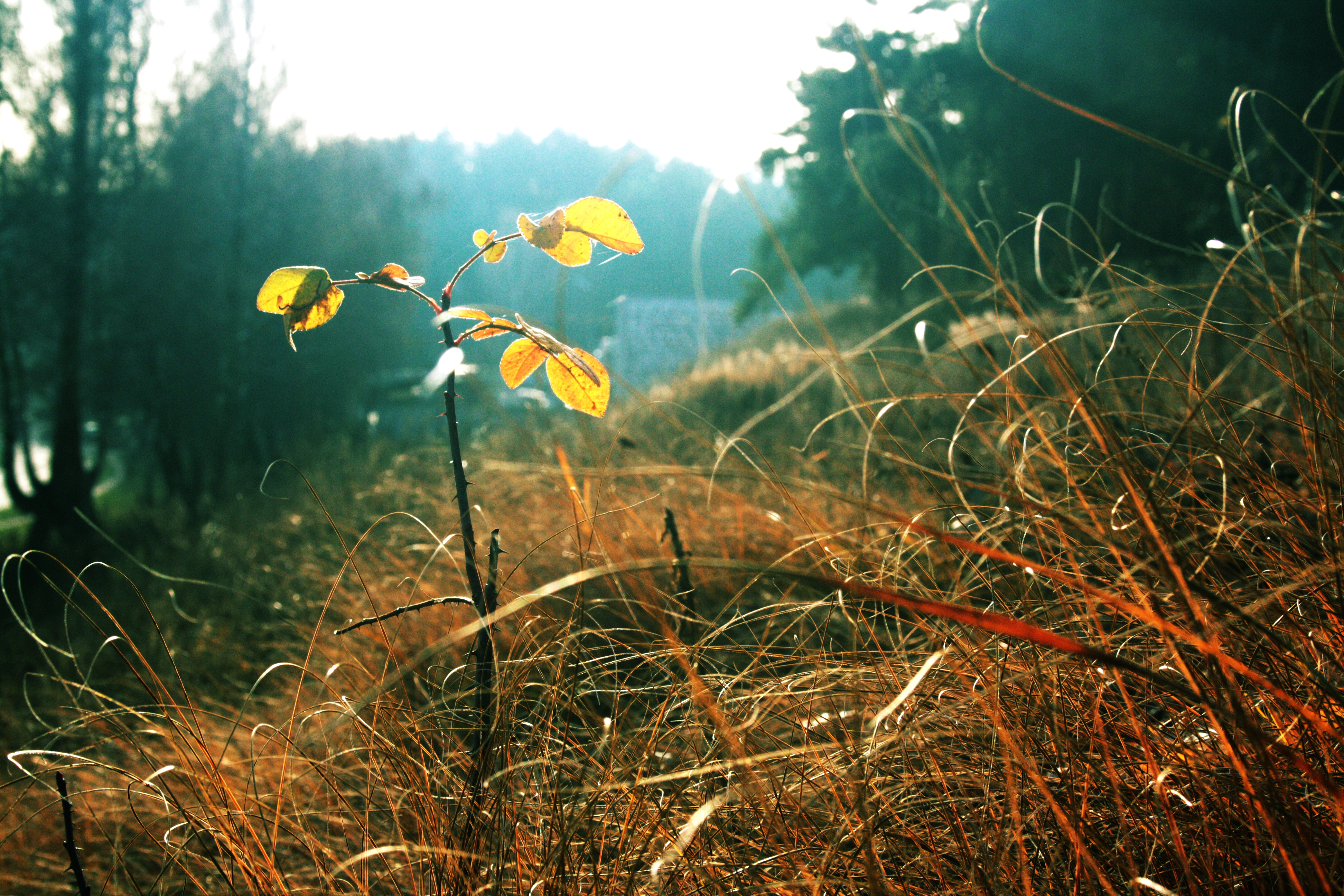 Осень какая трава. Осенняя трава. Трава осенью. Трава в лесу. Осенние цветы в лесу.