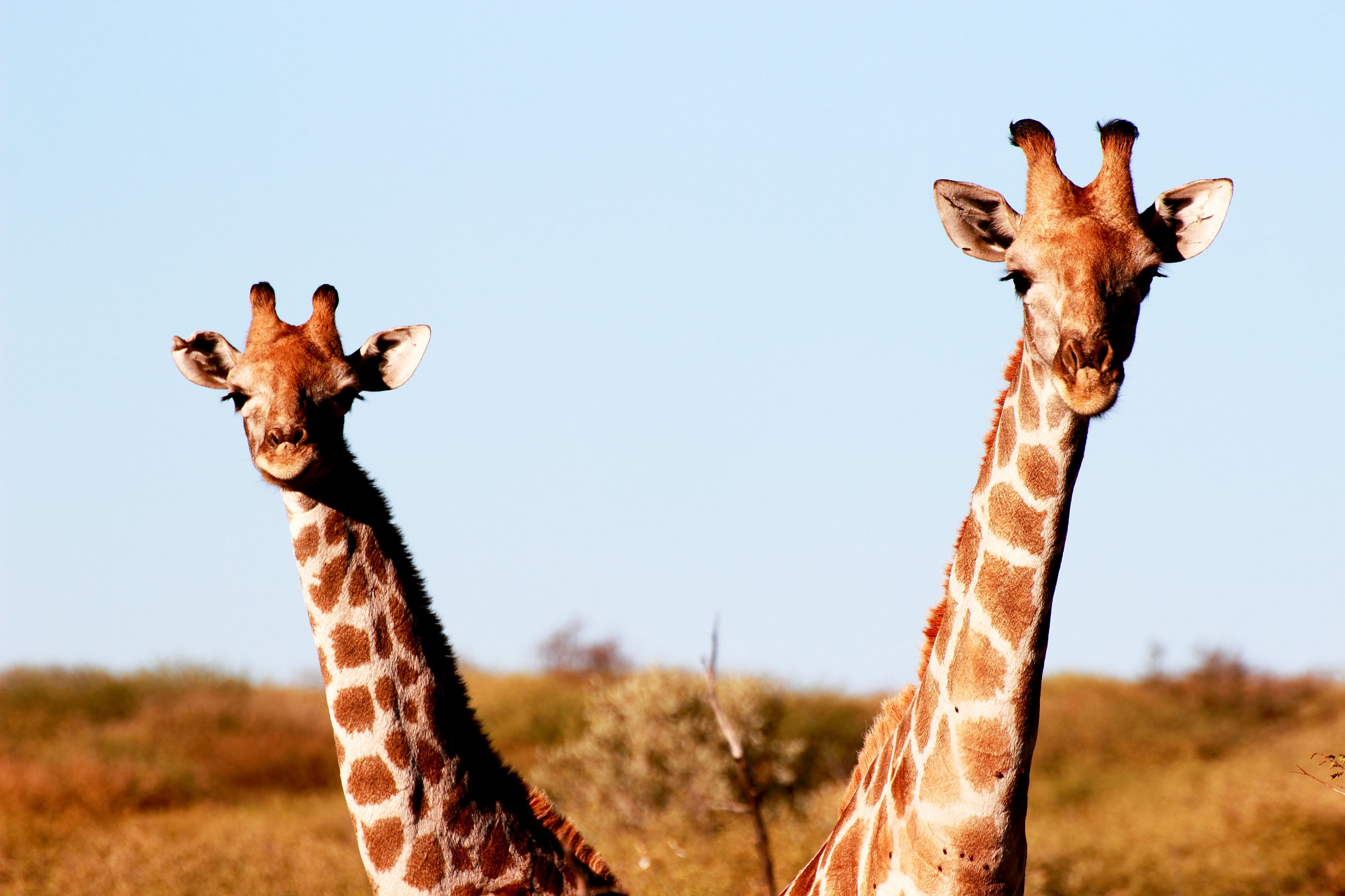 Thirsty Giraffe