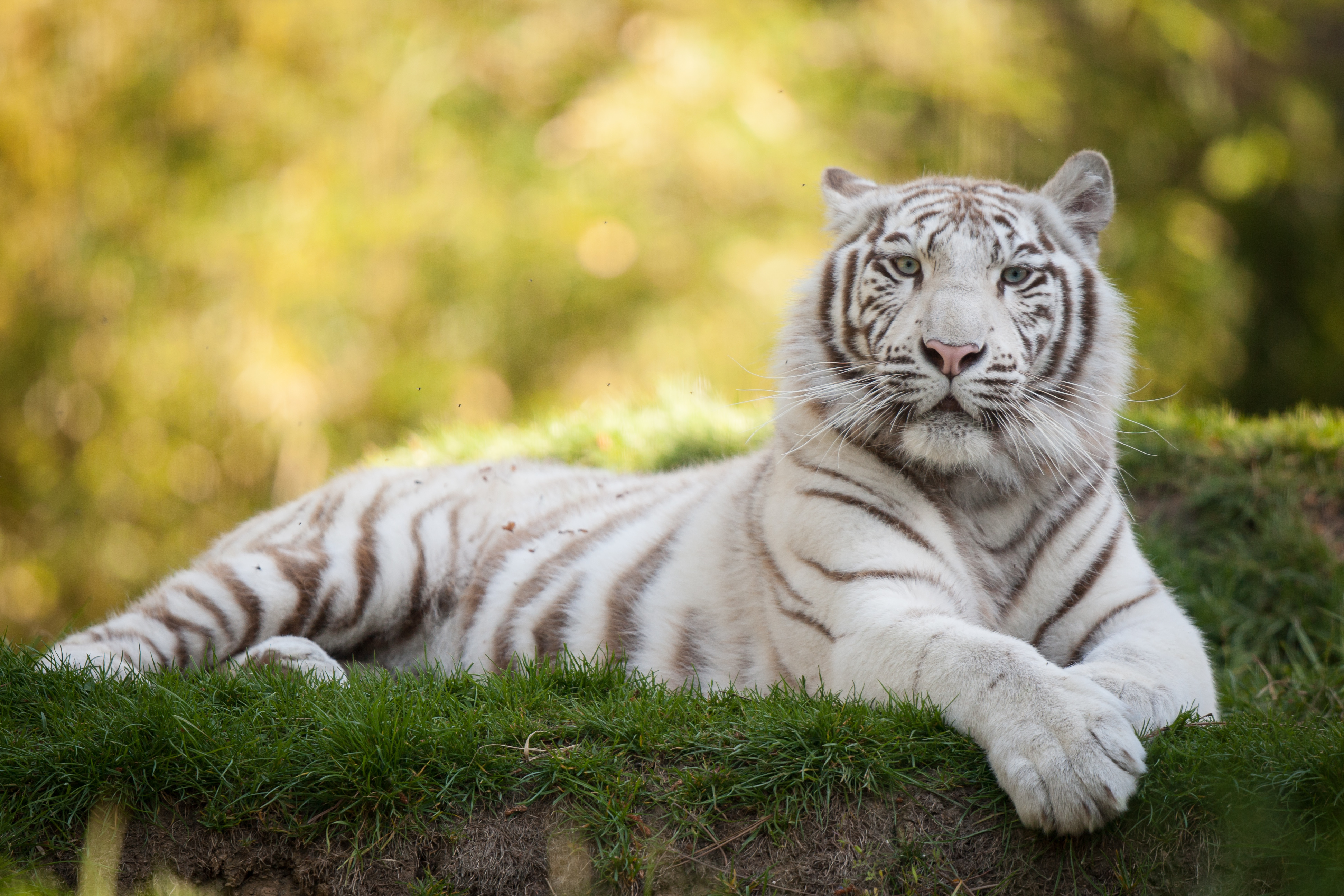 Бенгальские тигры пенза. Тигр альбинос. Амурский тигр белый. Уссурийский тигр белый. Уссурийский тигр альбинос.