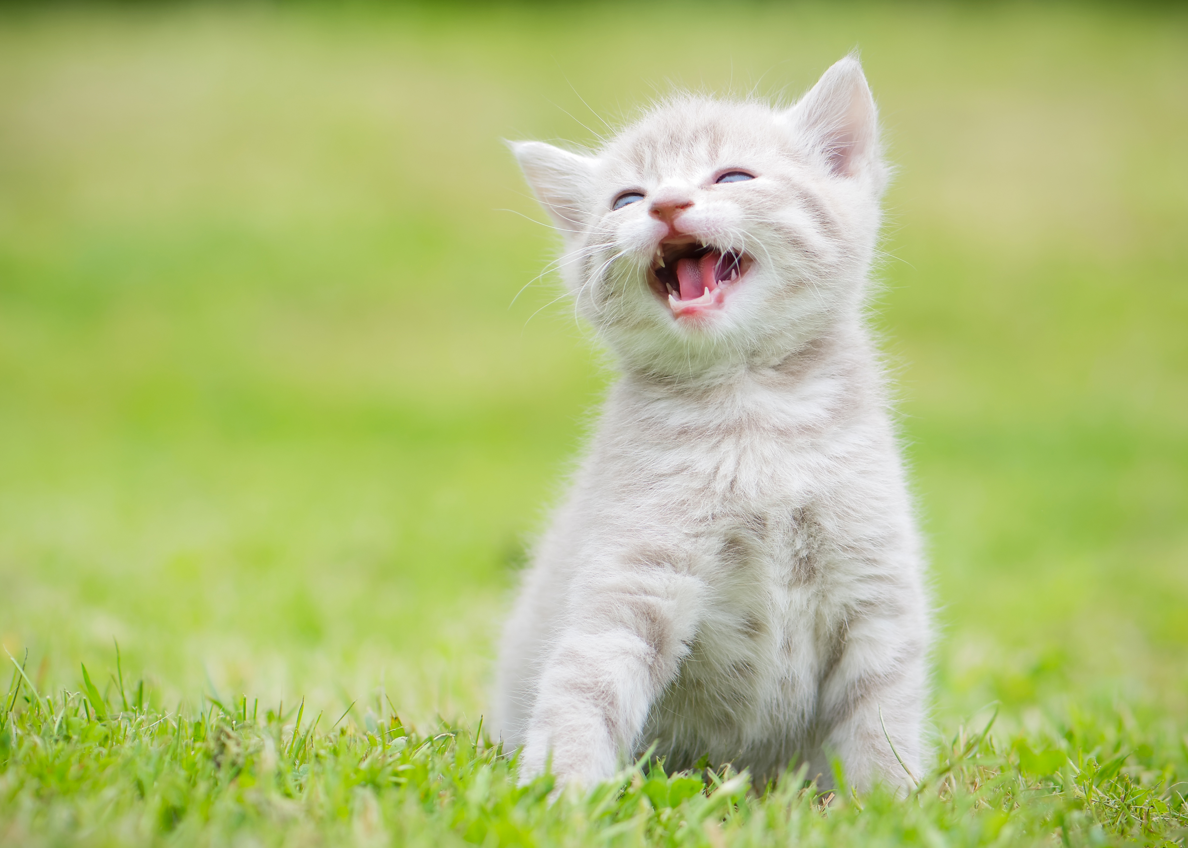 Звуки животных котов. Счастливый кот. Котенок улыбается. Радостный кот. Милые котики.