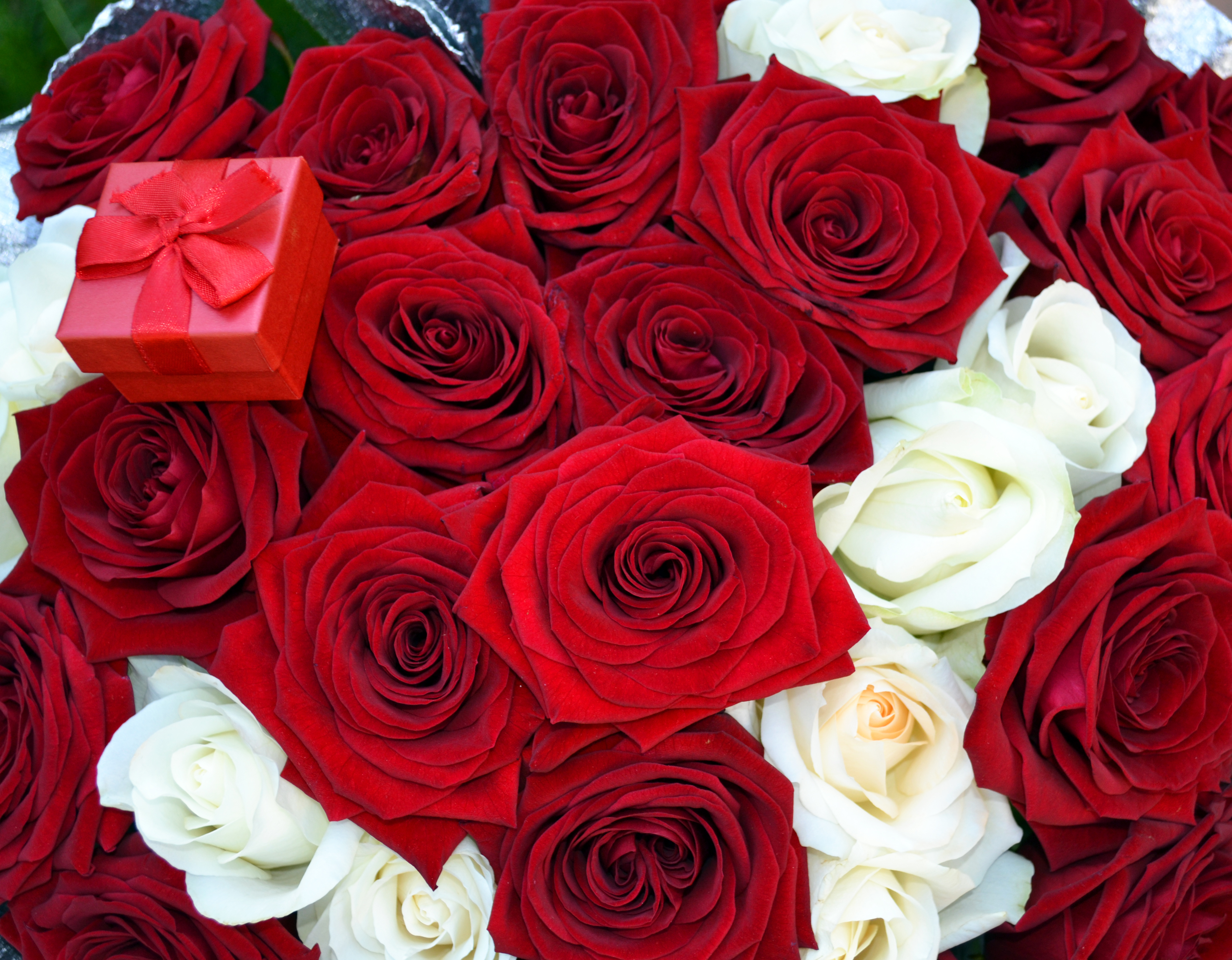 Цветы розы фото. Гулар манзараси. Цветы розы. Букет красных роз. Красивые красные розы.