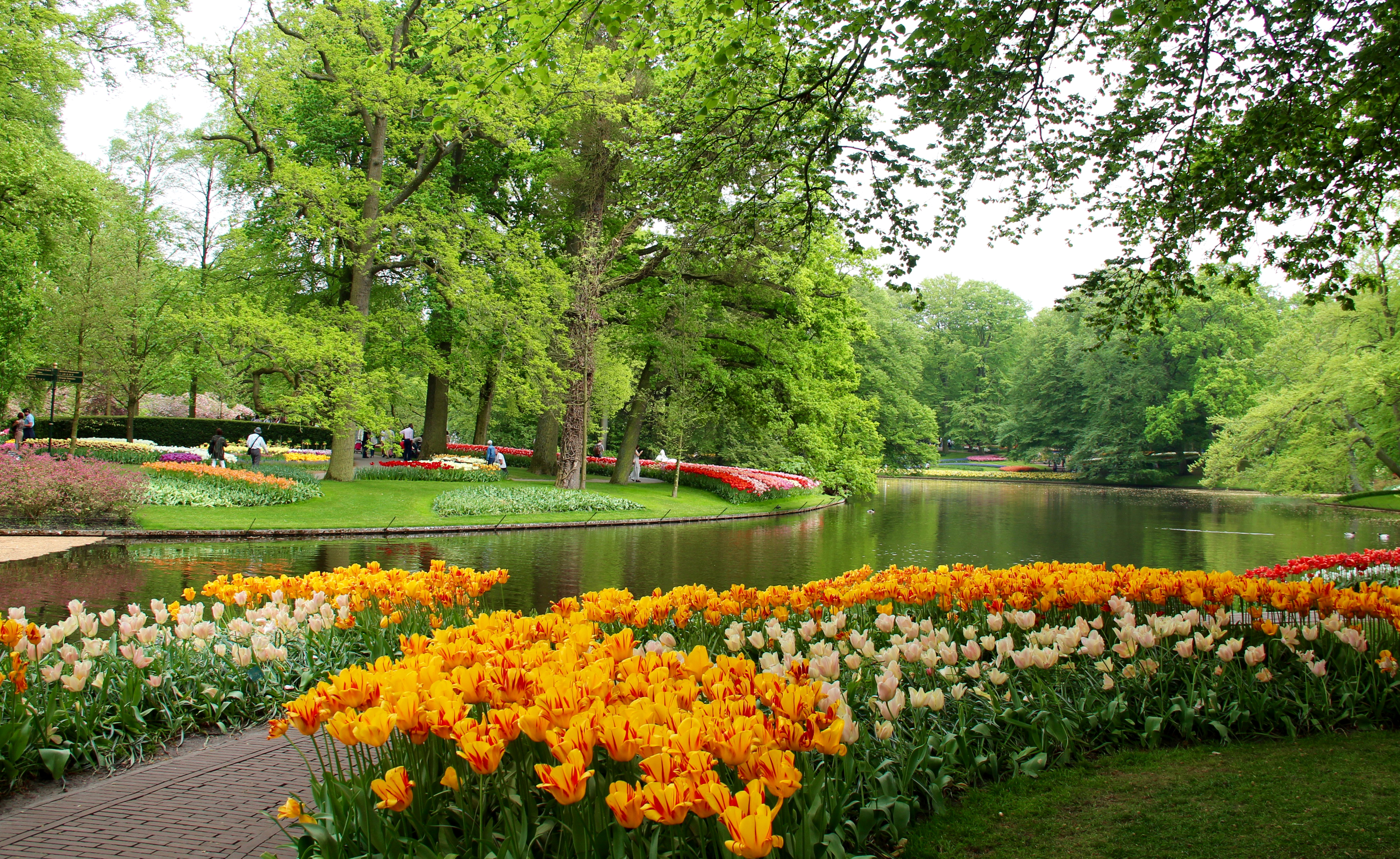 Лето парк. Кейкенхоф парк Нидерланды. Кёкенхоф с деревьями. Парк Киргхоф Голландия. Кёкенхоф природный сад.