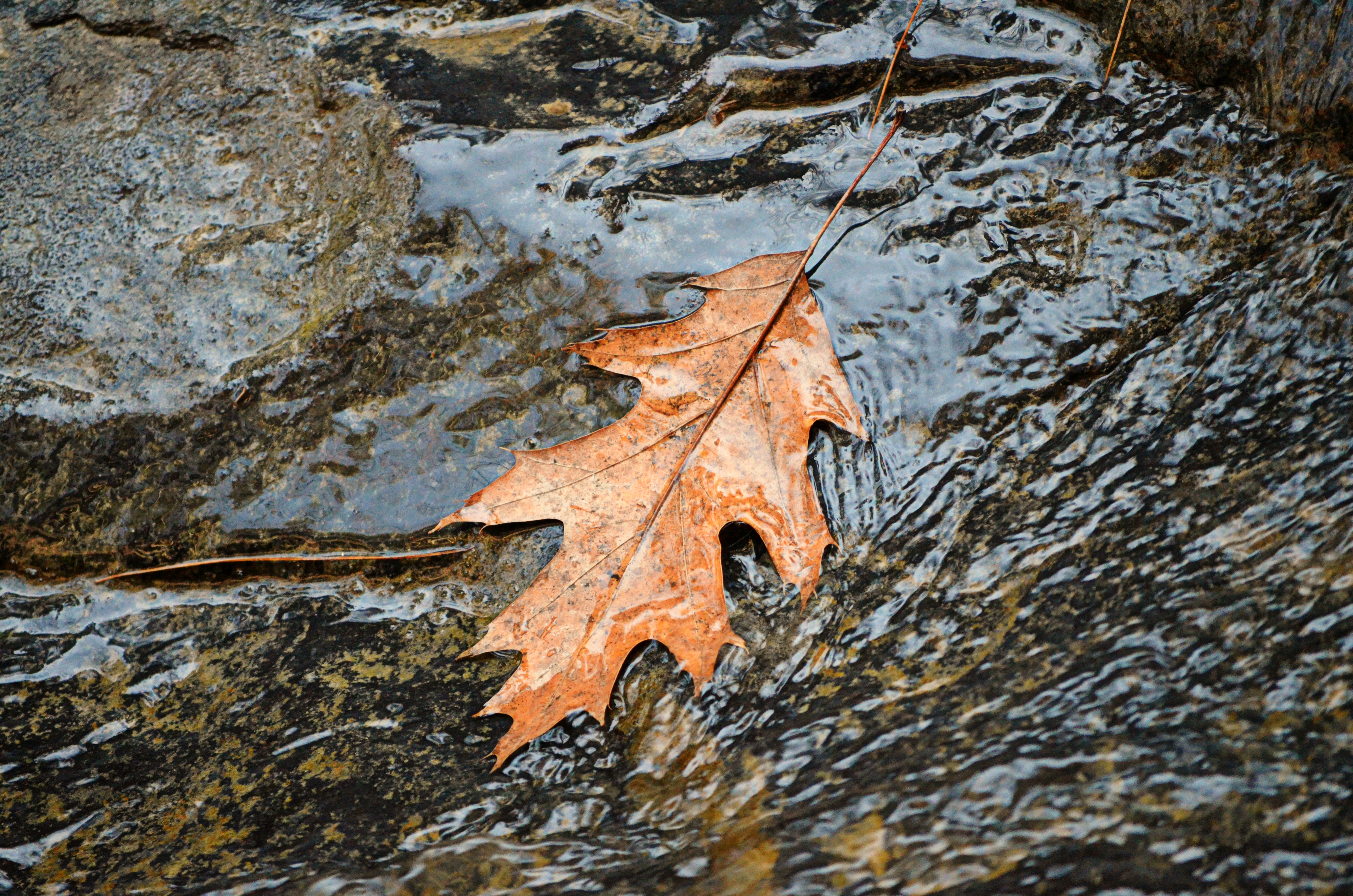 Попав в листья вода с поверхности. Листья в потоке. Поток листьев. Осенний лед бук. Картинка ручей осенние листики в ручье для детей.