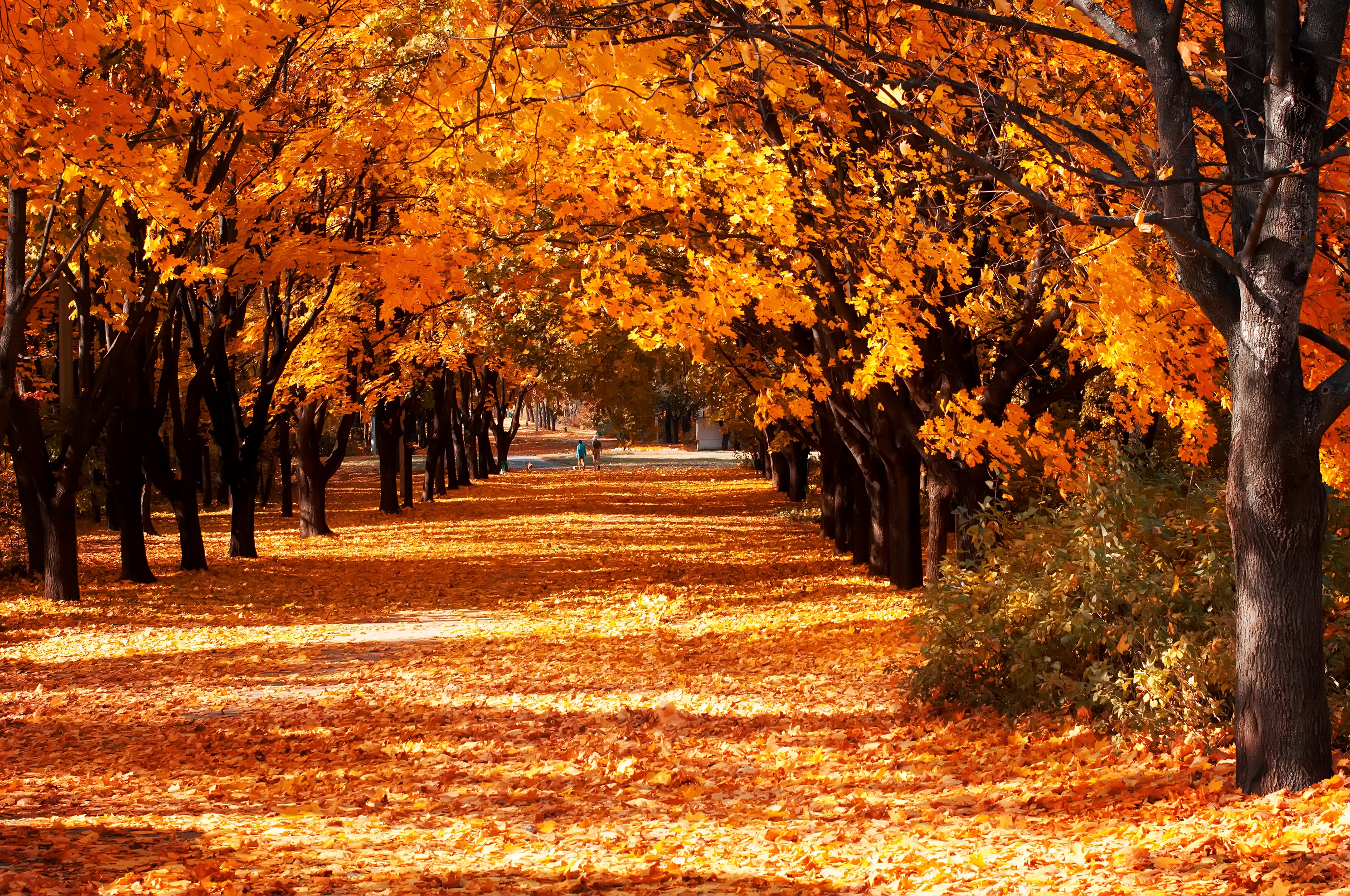 Куз тимэсен. Осенний парк. Осенняя аллея. Красивая осень. Осень аллея.