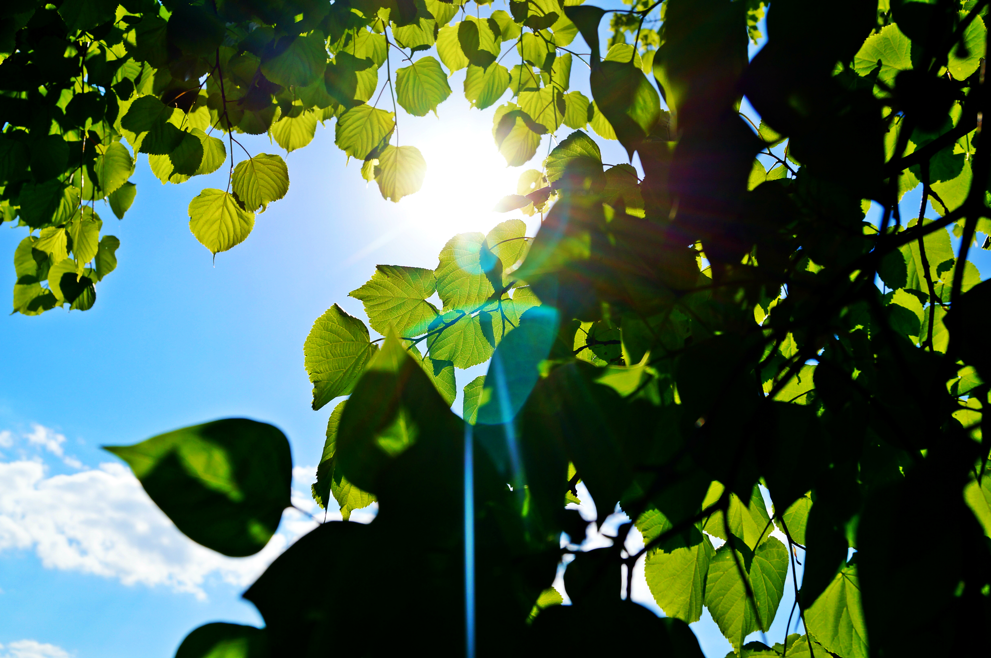 Летом было все зеленым. Солнце сквозь листву. Листва деревьев. Зеленый лист. Дерево зеленое.