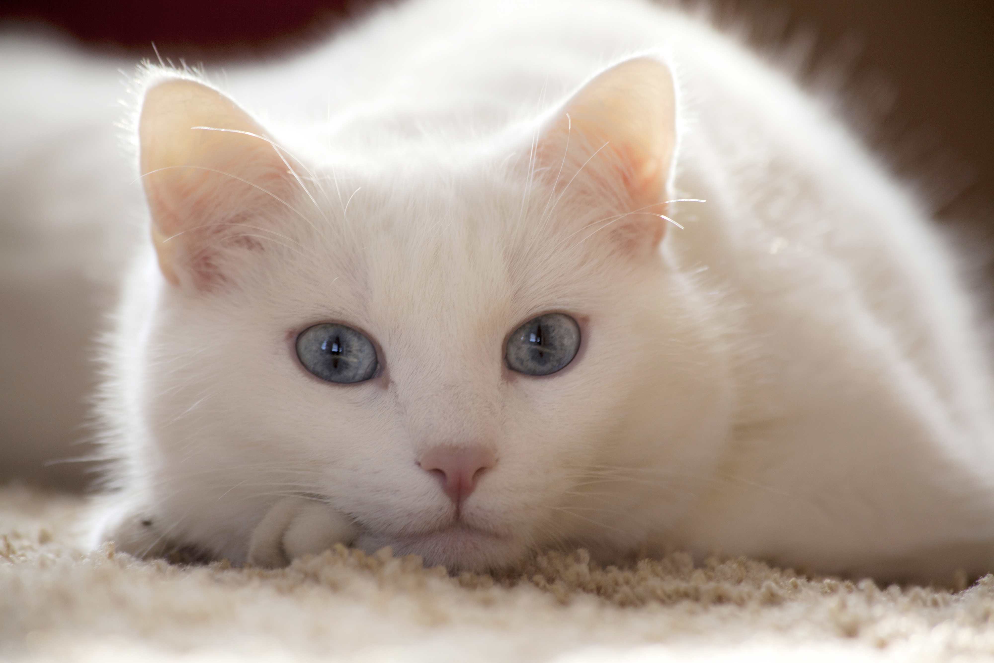 Можно киса. Као мани порода кошек. Кошка белая. Белый котик. Кошка с голубыми глазами.