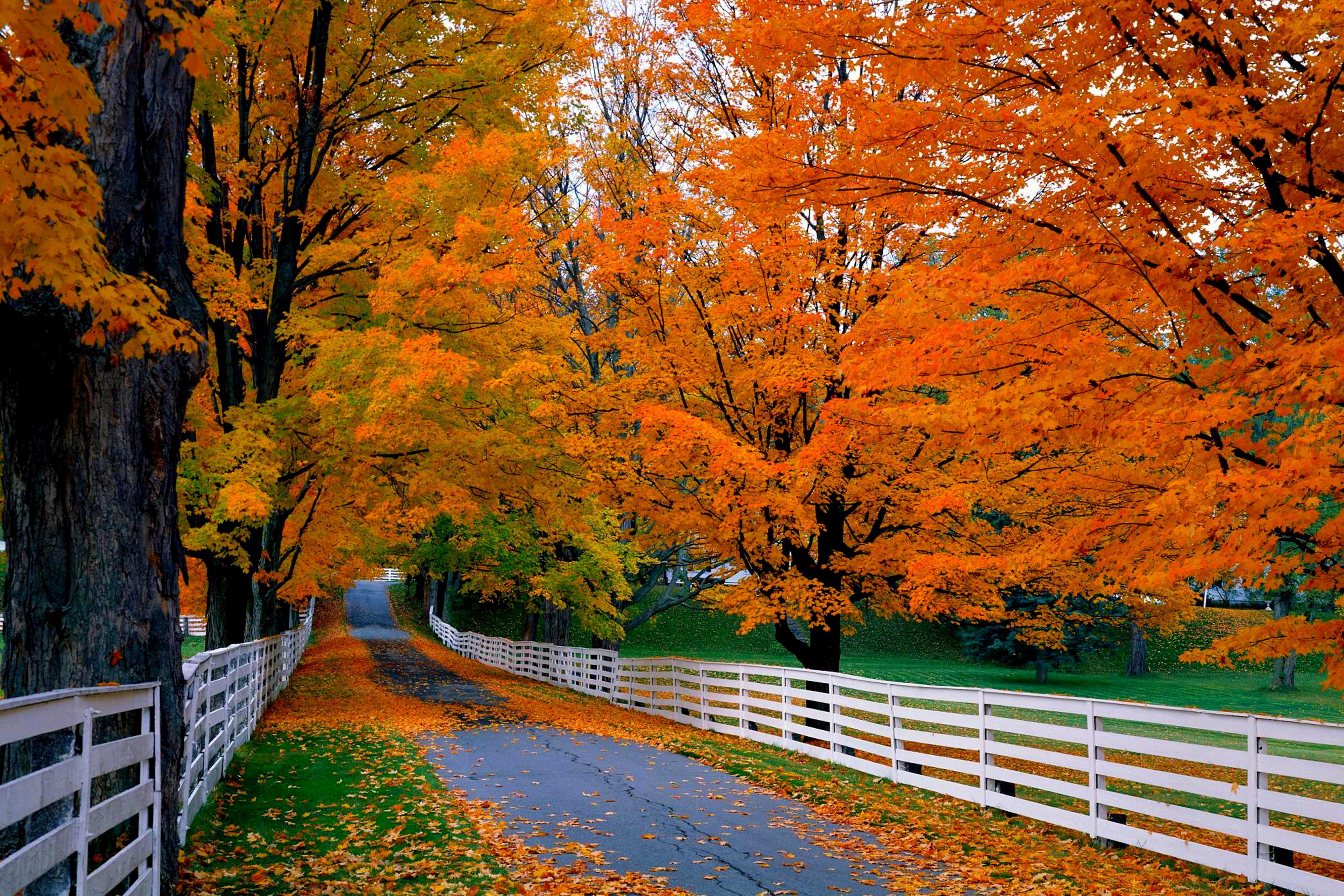 Fall scenes. Осень. Осенний пейзаж. Красивая осень. Осень фото красивые.