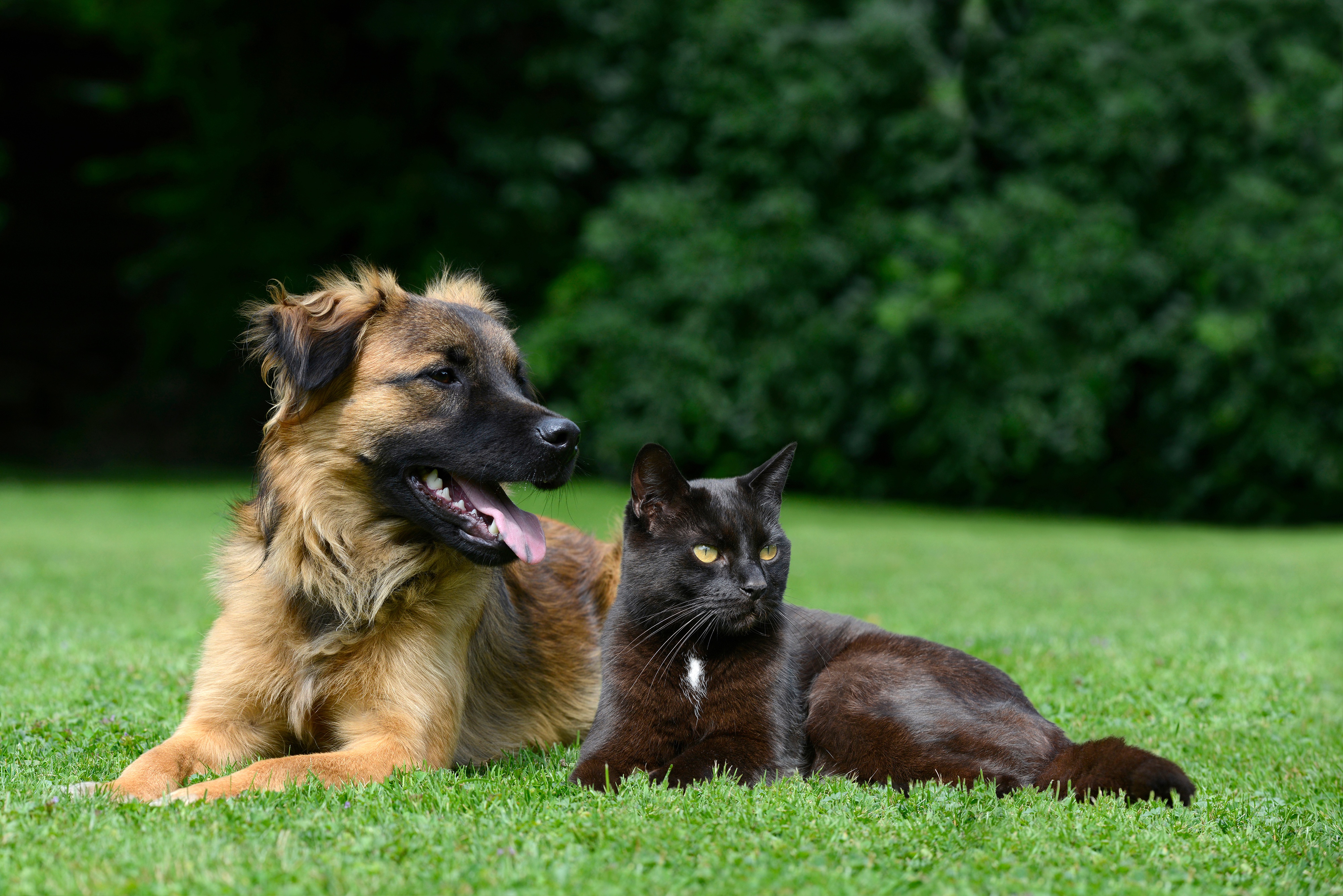 Кошка 4 собака. Кошки и собаки. Кошка и собака на природе. Собака и кошка на лужайке. Овчарка и кошка.