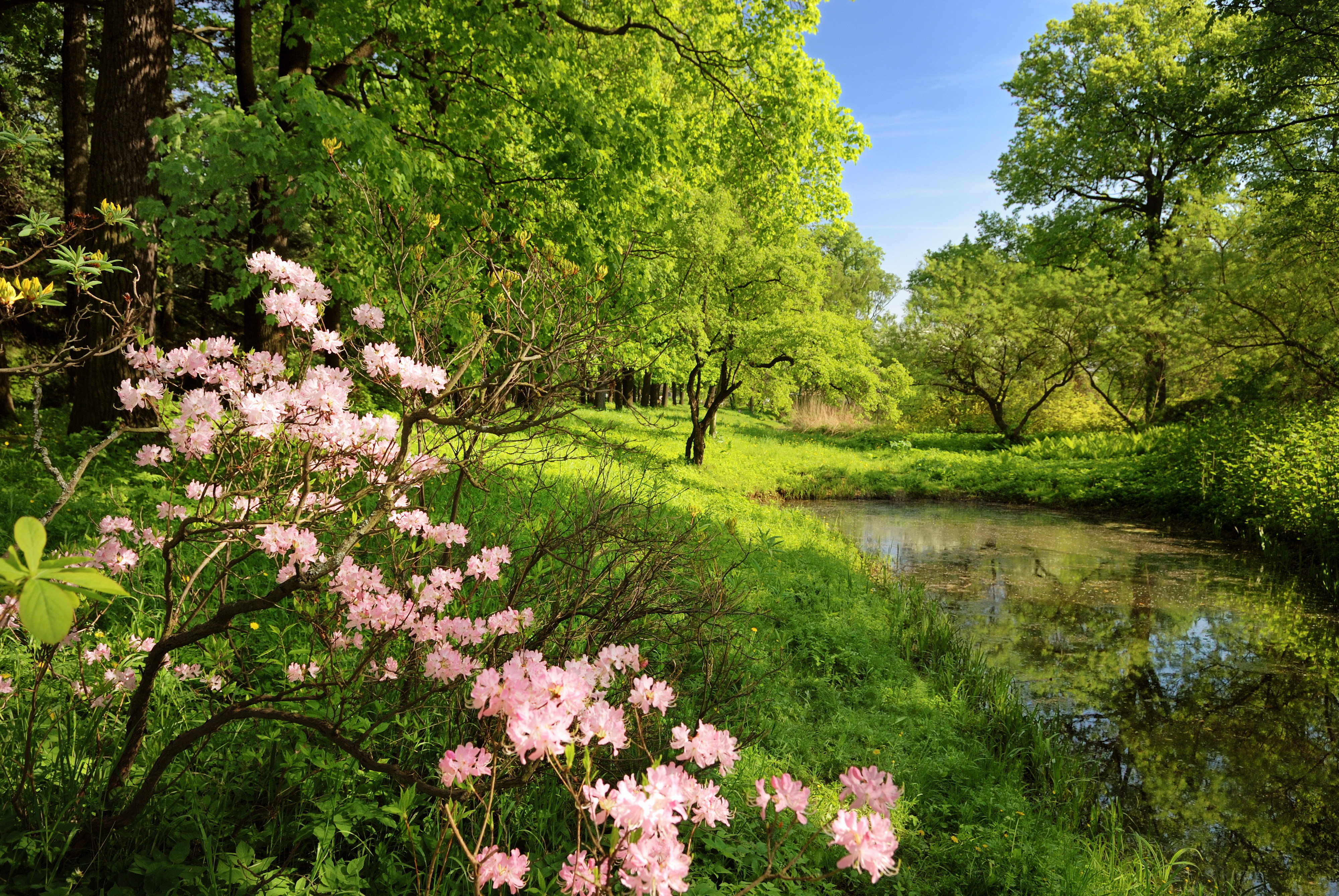 Фото весны красивые на заставку на телефон. Весенний пейзаж. Природа весной. Летняя природа.