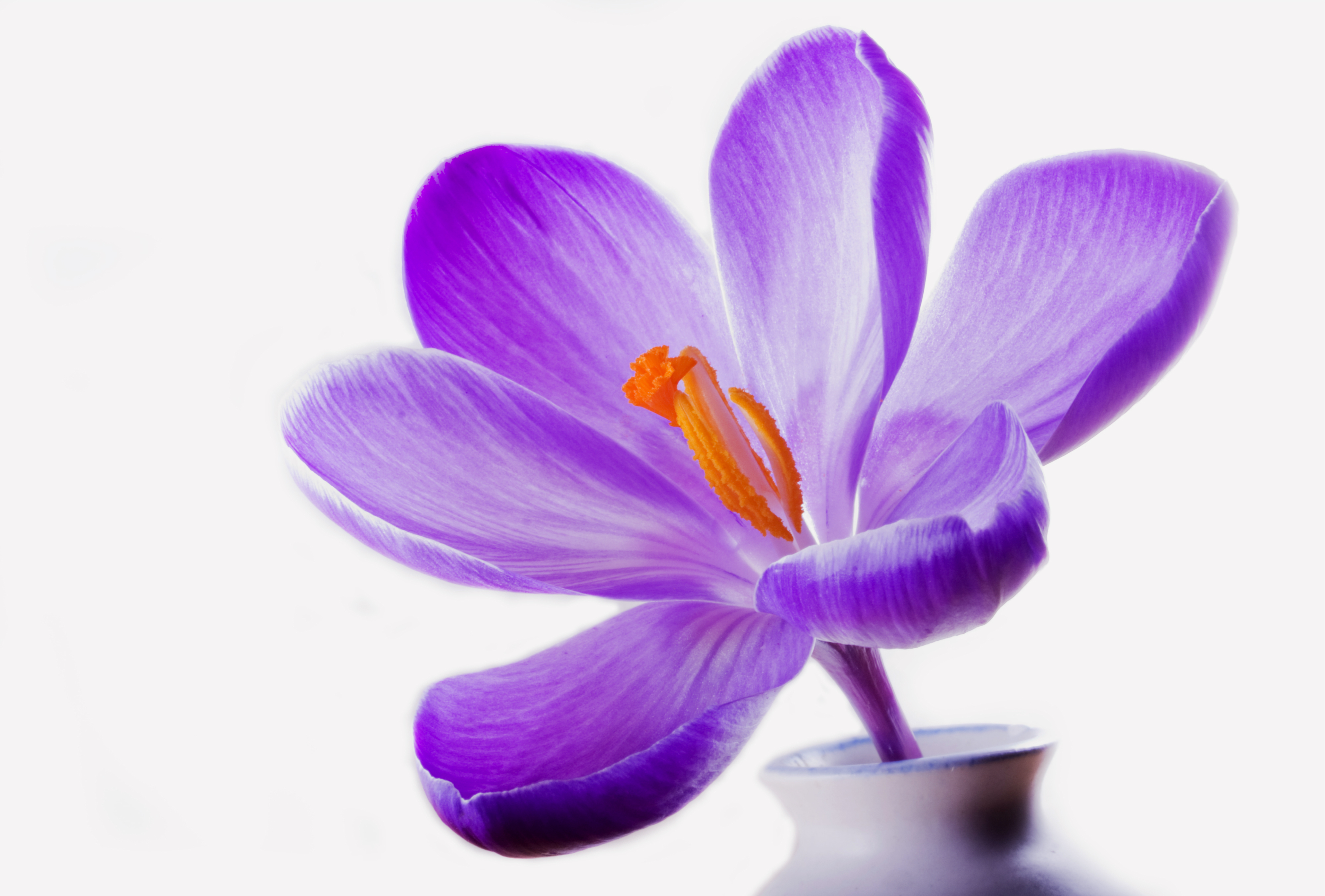 I a beautiful flower. Крокус цветок фиолетовый. Сиреневые цветы. Сиреневый цвет. Цвет тока.