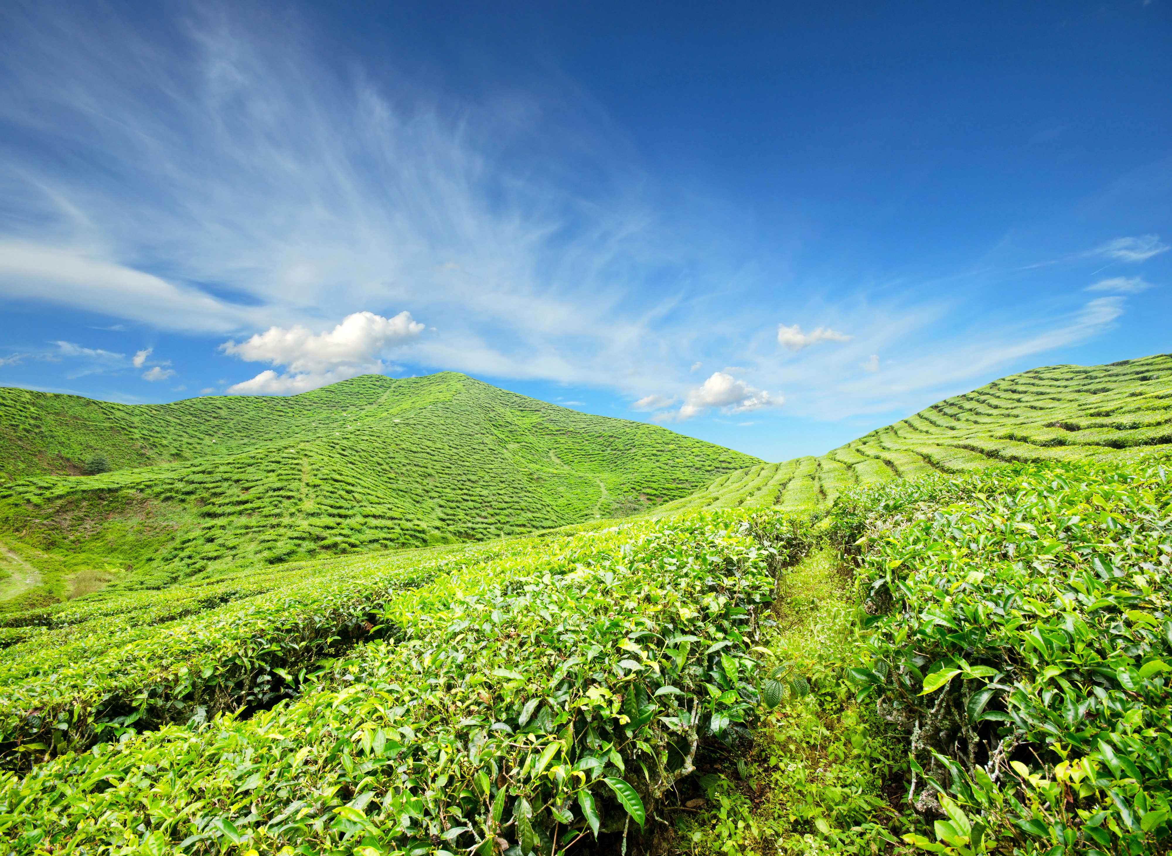 Шри ланка поля. Шри Ланка чайные плантации. Кения чайные плантации. Очамчира чайные плантации. Чайные плантации в Китае.