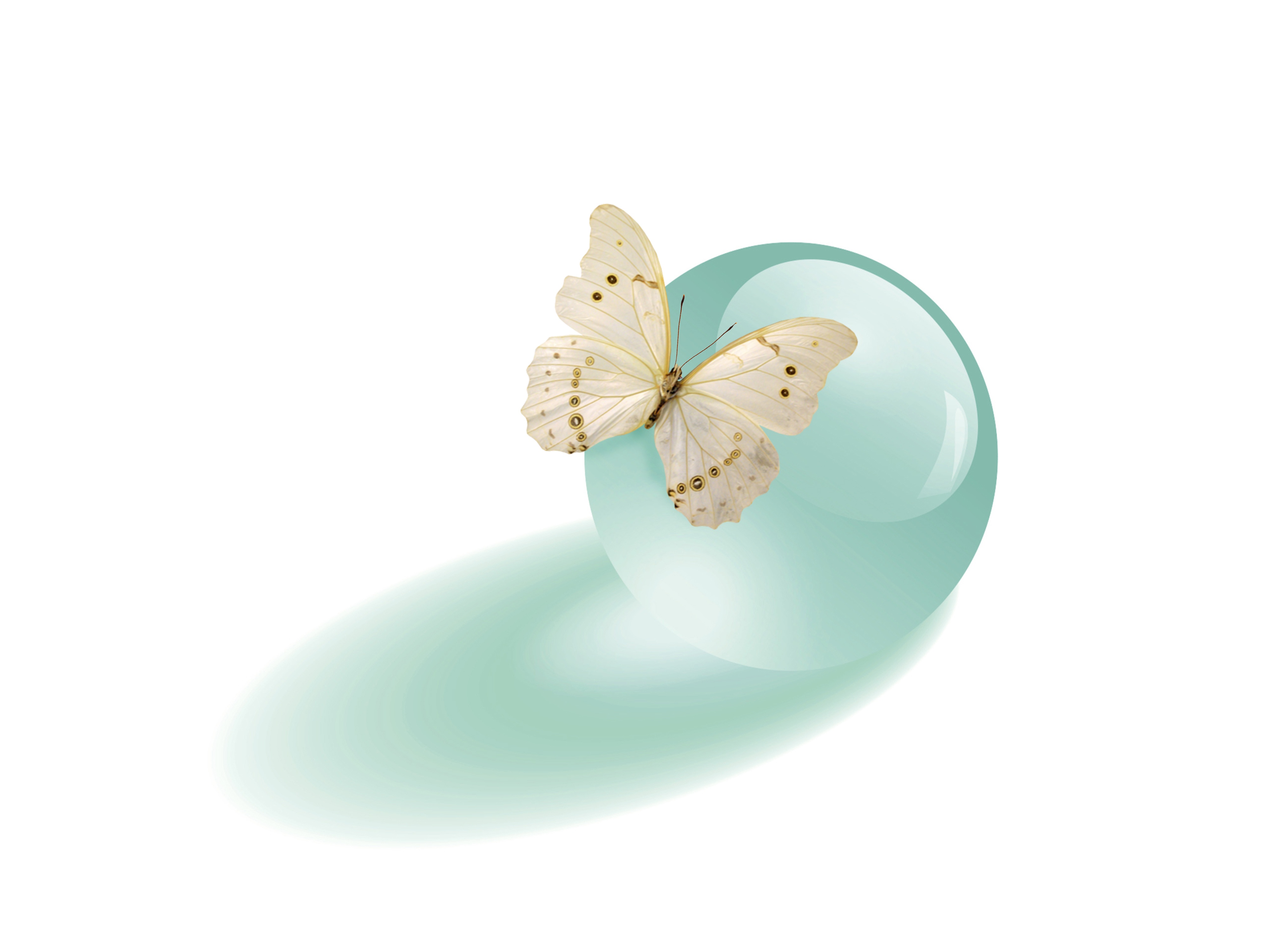 Butterfly ball. Green Butterfly. The Butterfly Ball. Green Wallpaper.