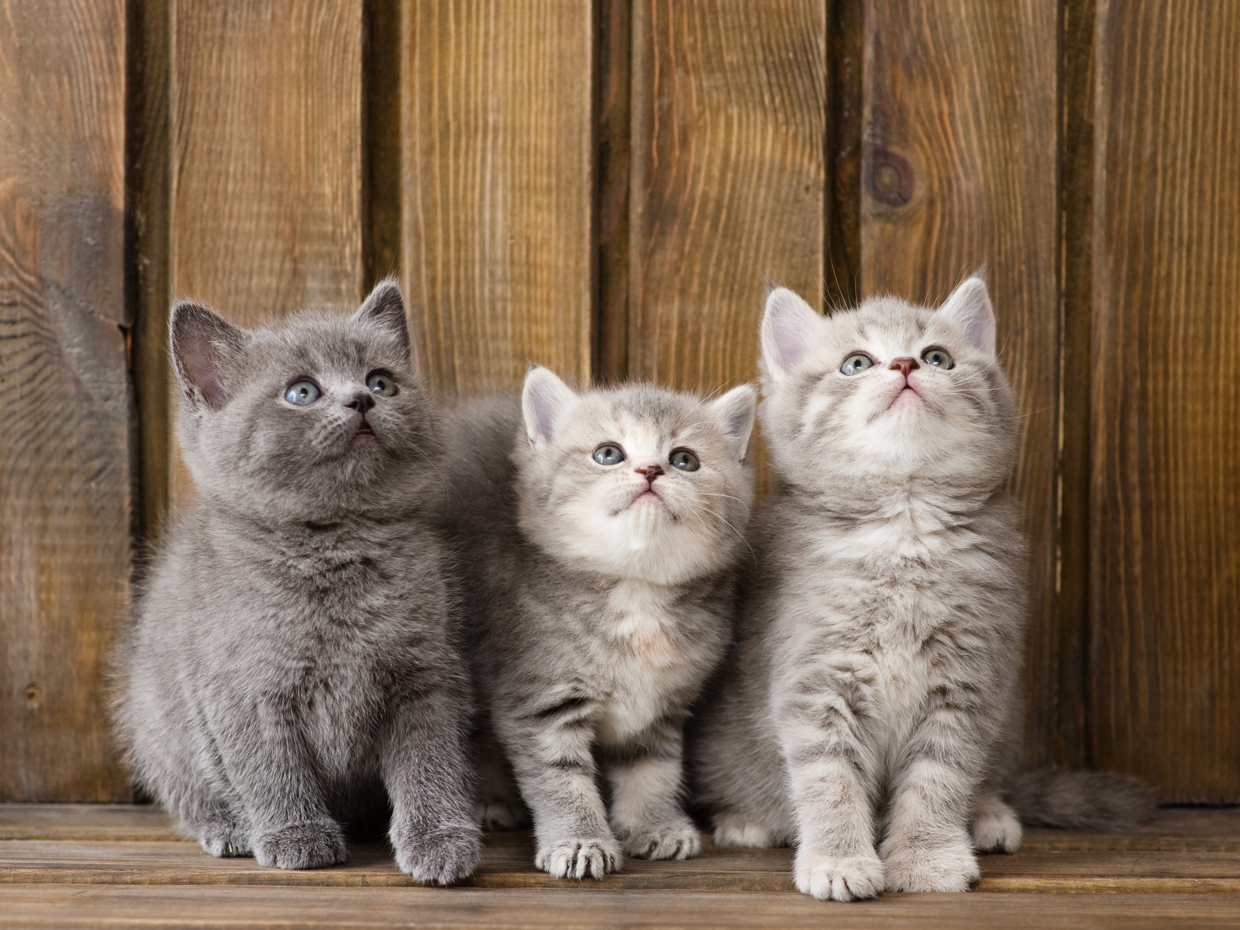 Котики картинки. Британский короткошерстный кот. Красивые котята. Красивые котята британцы. Обои с котятами.