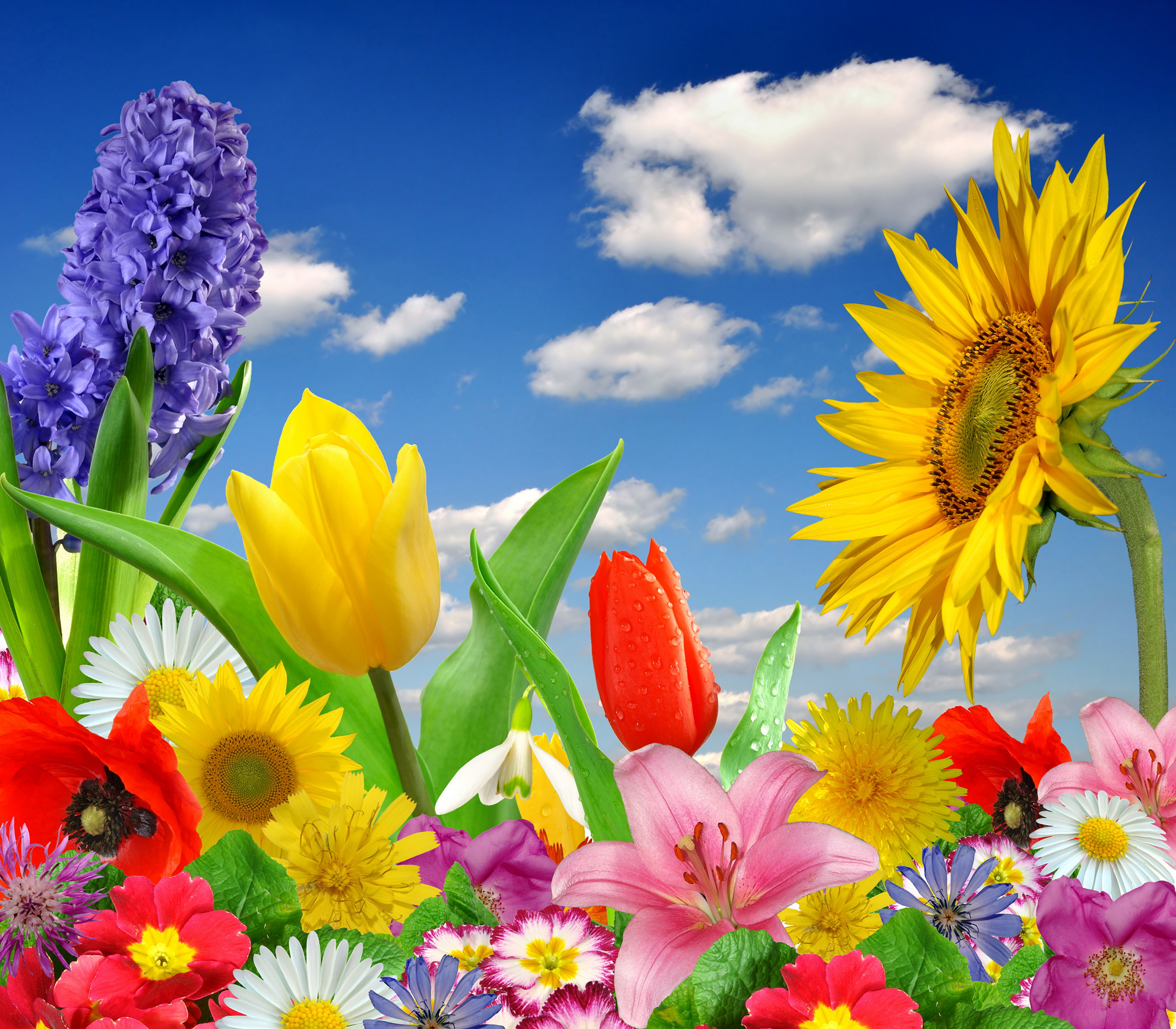 Яркие красивые открытки. Яркие летние цветы. Летние яркие цветочки. Весенне летние цветы. Баннер цветы яркий.