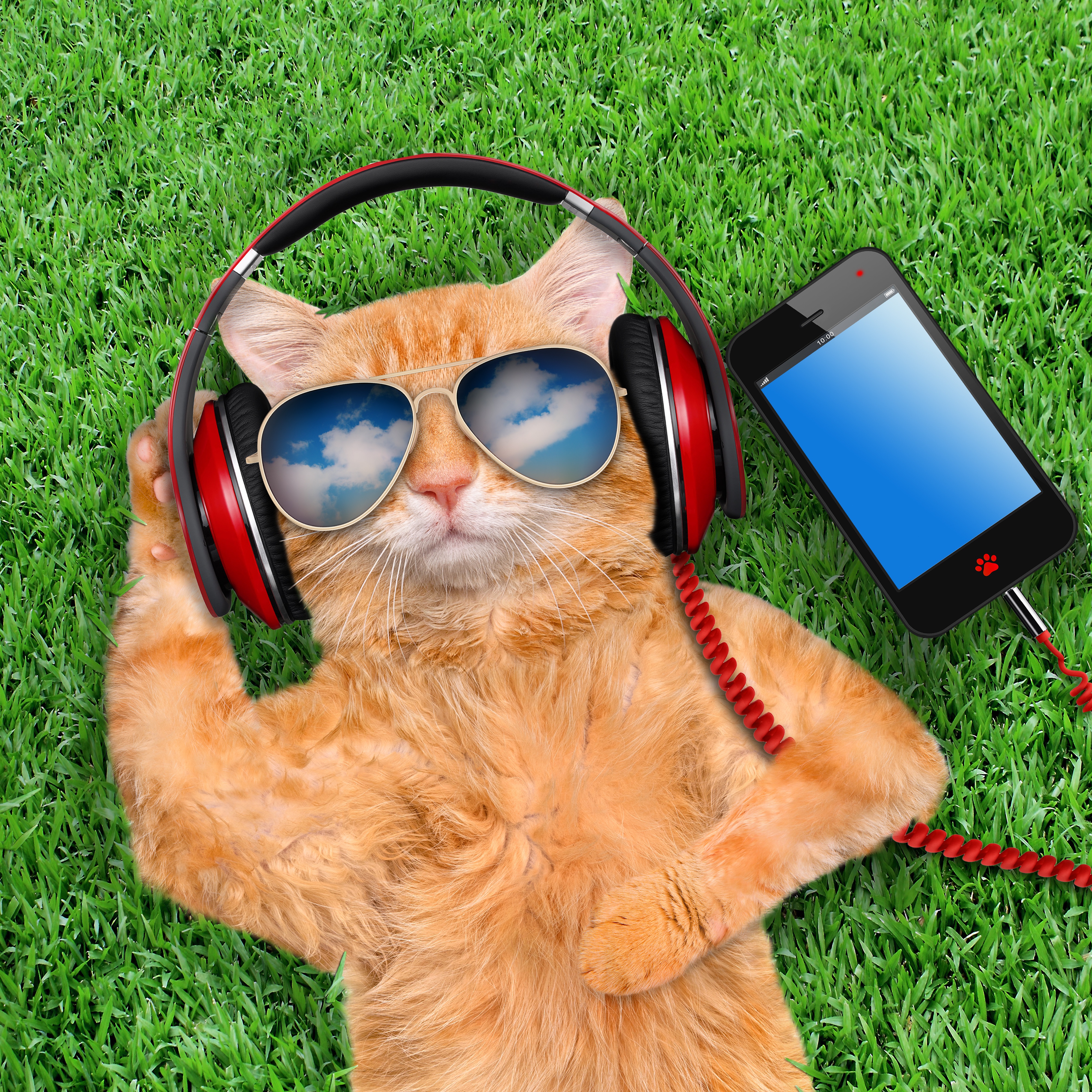 Слушать прикольные песни бесплатна. Крутые коты. Кот в очках. Рыжий кот в очках. Кот в наушниках.