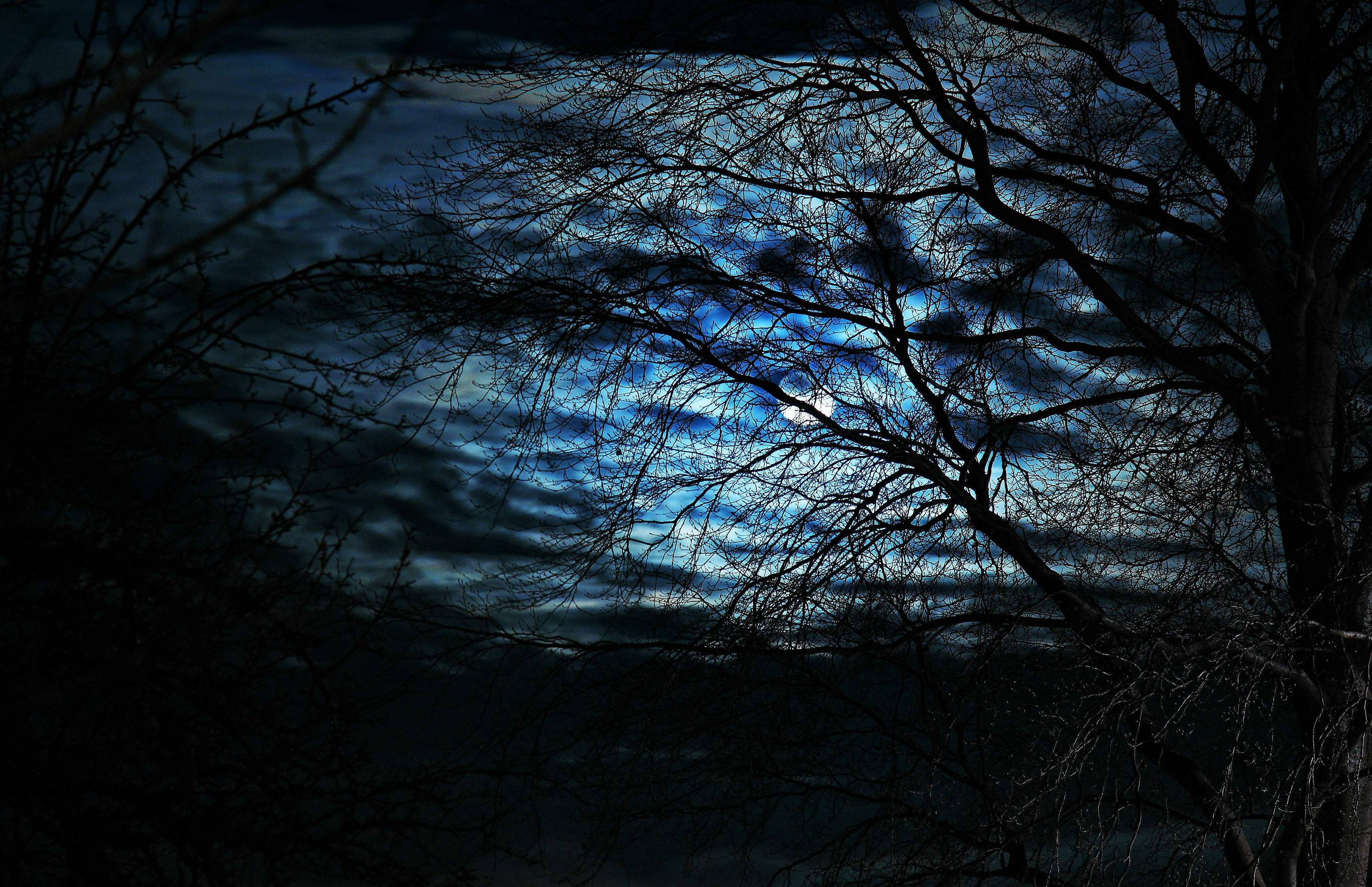 Ночью деревья спят. Ветви деревьев ночью. Ночной лес. Ветка дерева ночью. Темное дерево.