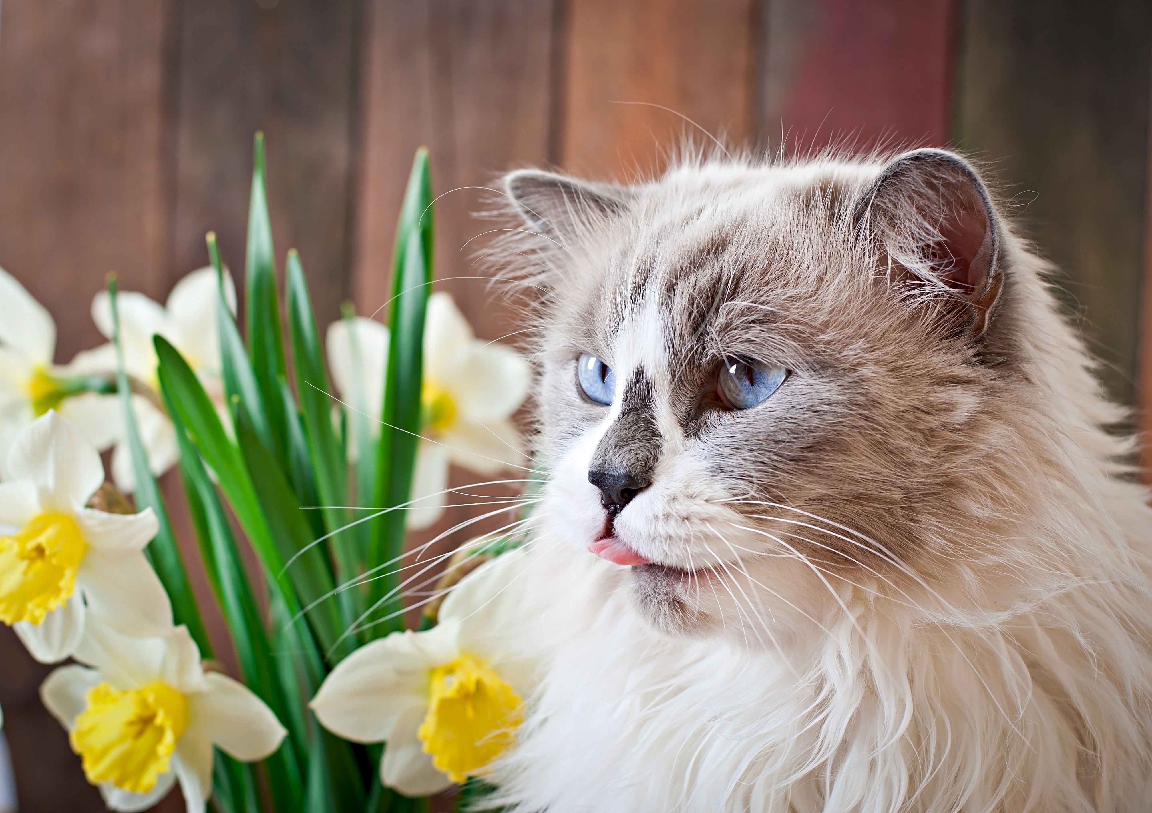 Любимый цвет кошки. Кошки в нарциссах. Кошечка в цветах. Котик Нарцисс. Кошка в цветах фото.