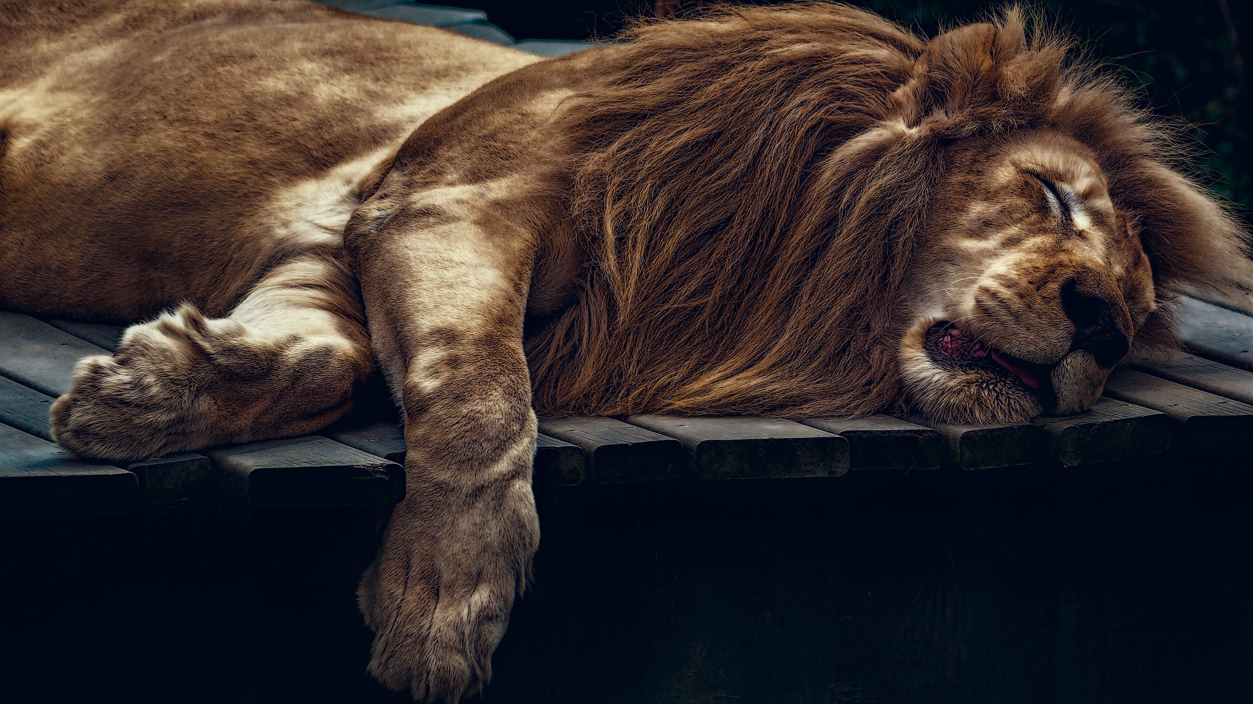 Задков лев. Лев спящий. Красивый Лев. Лев лежит.